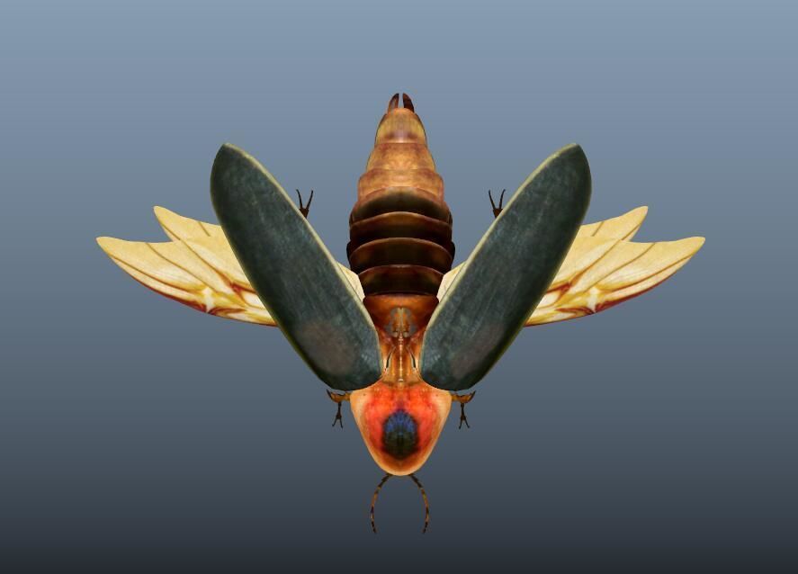 beetle 3D model_3