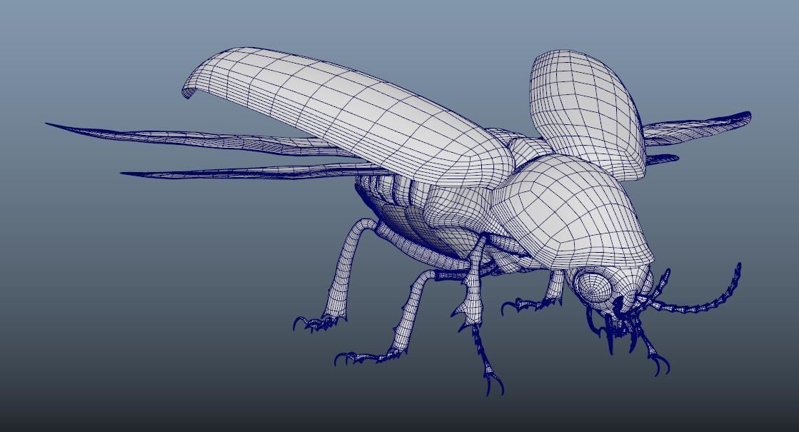 beetle 3D model_8