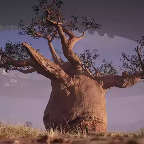 baobab tree
