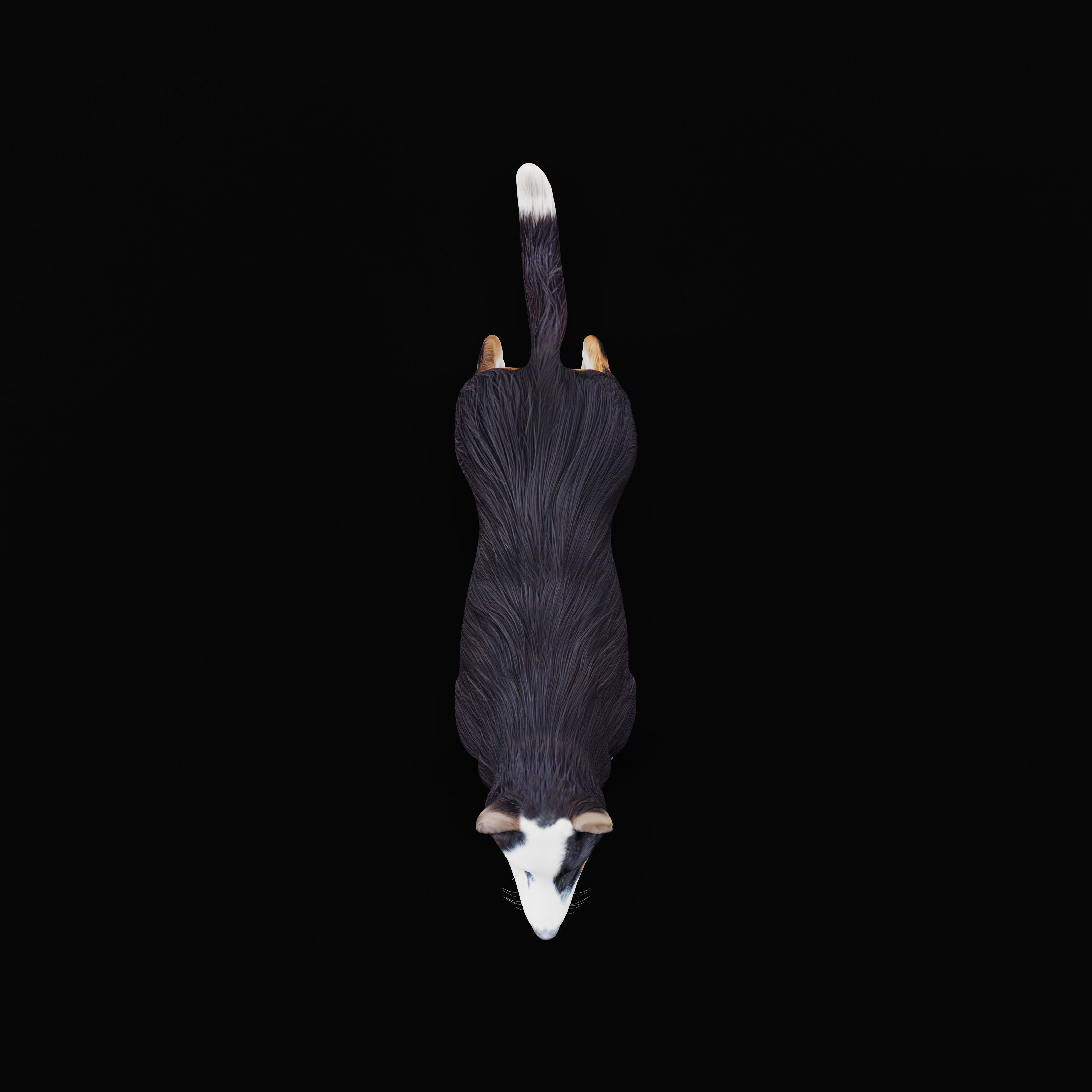 Panda German Shepherd Dog Low-poly 3D model_12