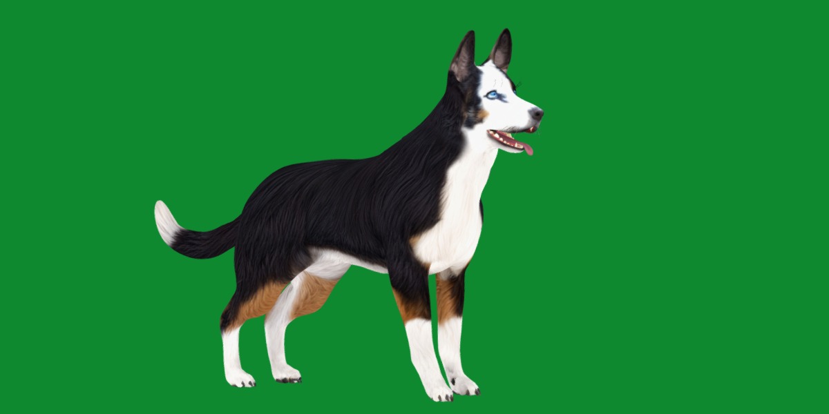 Panda German Shepherd Dog Low-poly 3D model_38