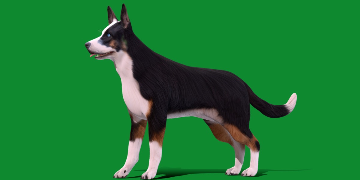 Panda German Shepherd Dog Low-poly 3D model_30