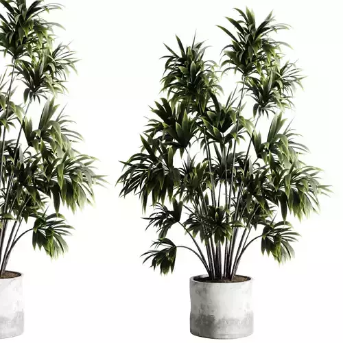 Palm plant in a concrete dirty vase - indoor plant set 547