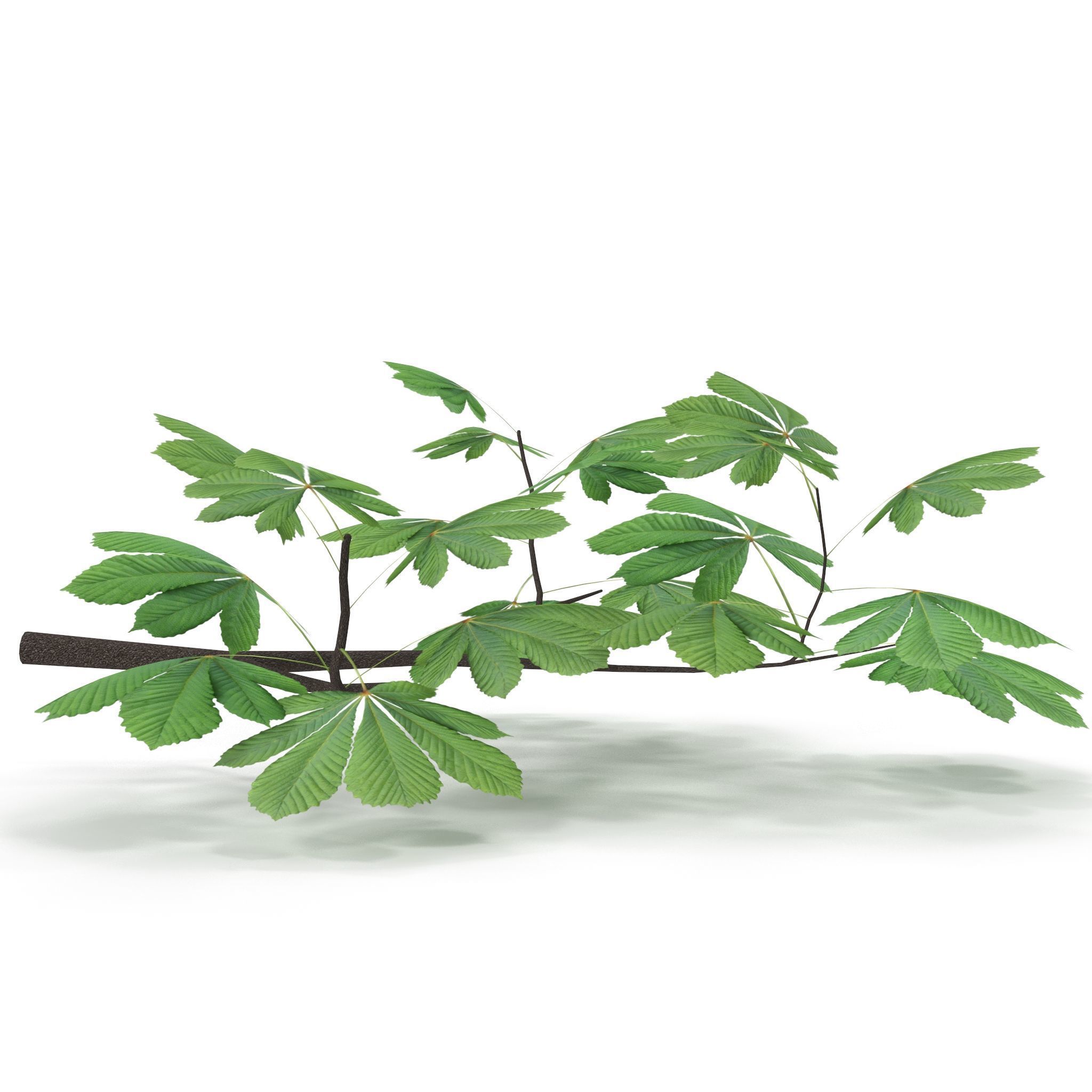 Horsechestnut Branch V2 3D model_3