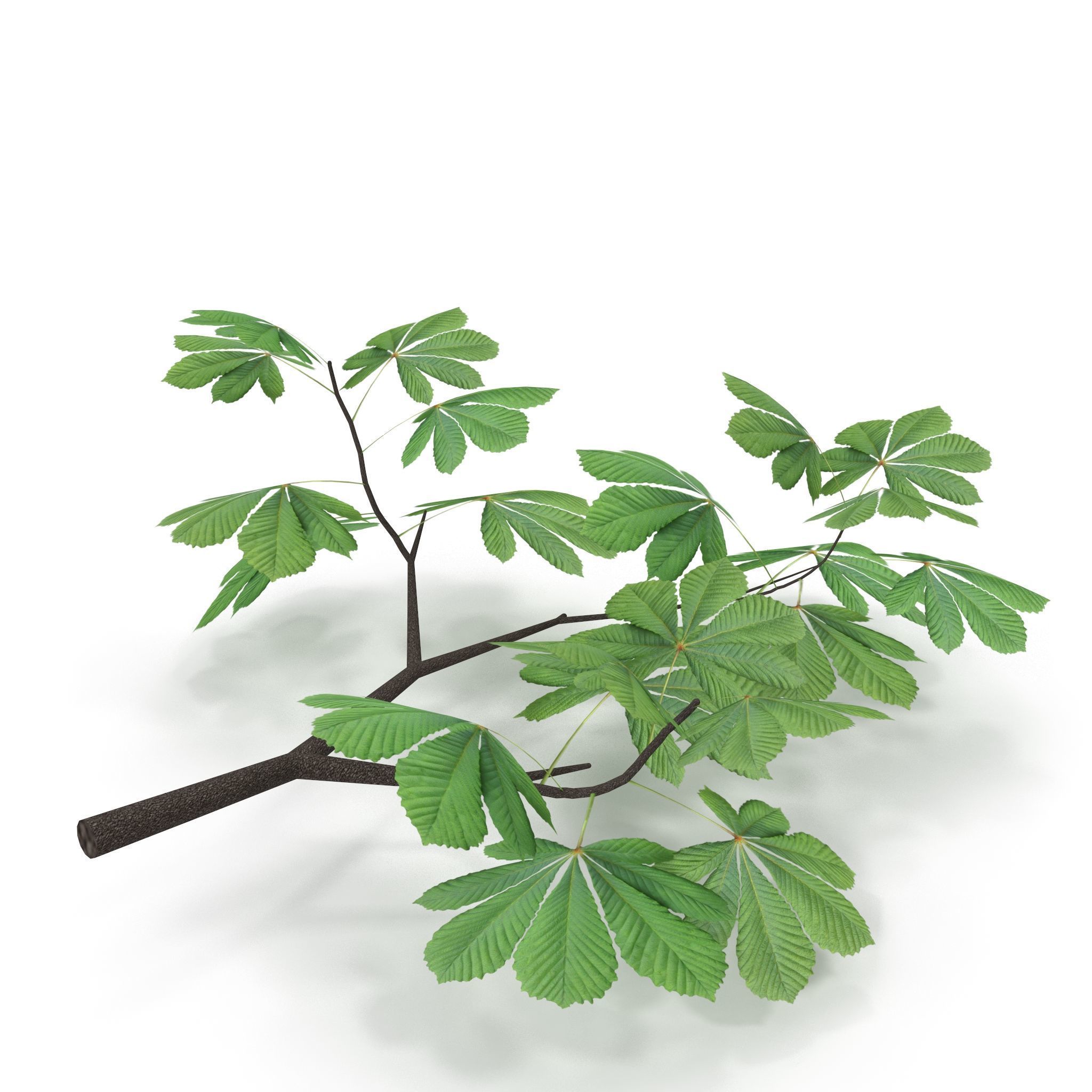 Horsechestnut Branch V2 3D model_2
