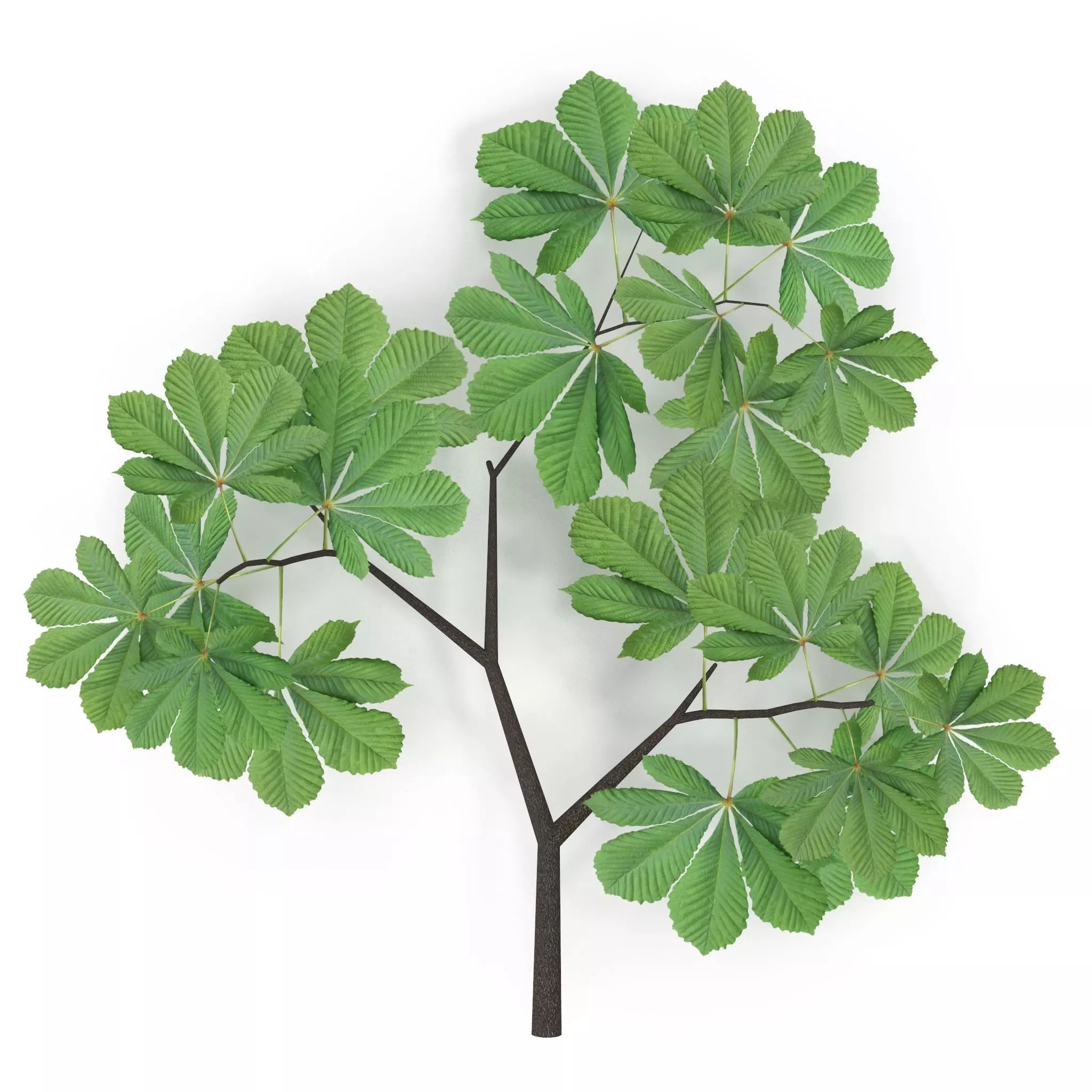 Horsechestnut Branch V2 3D model_0