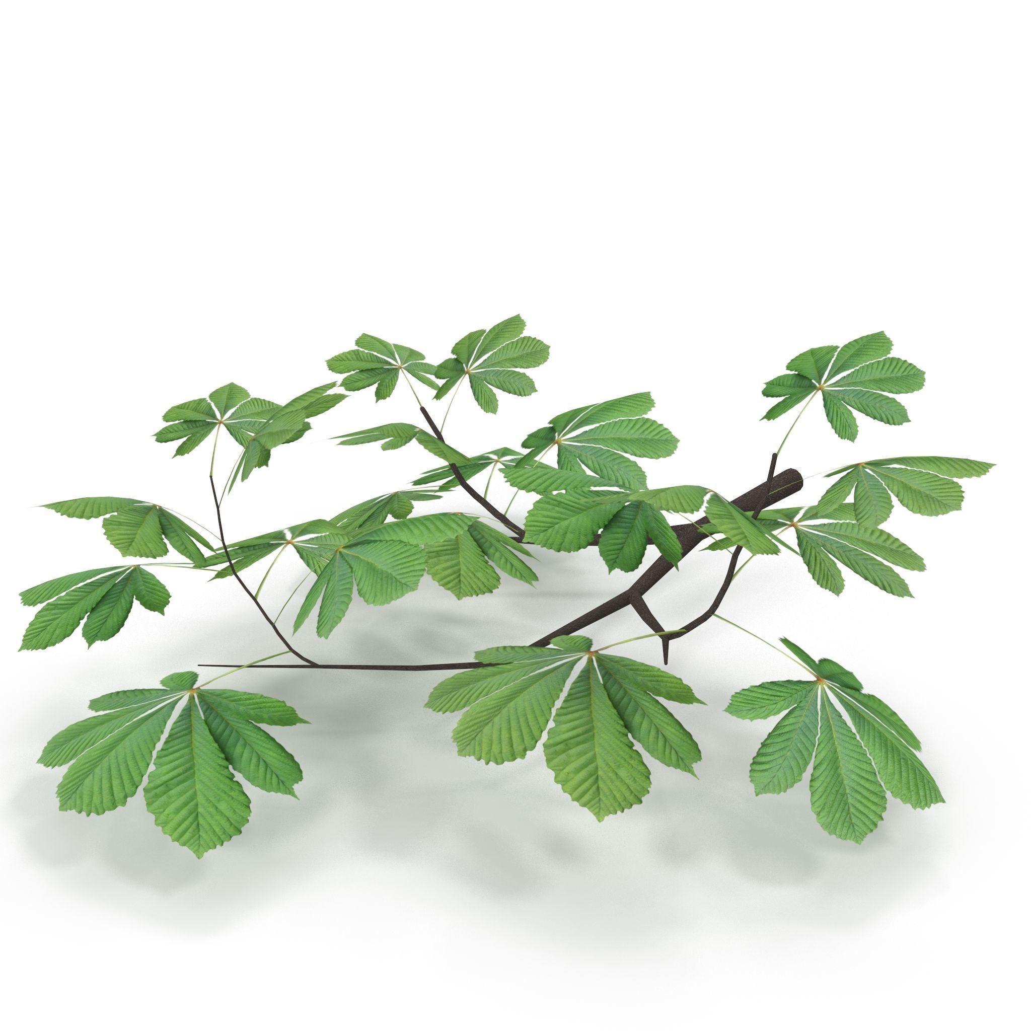 Horsechestnut Branch V2 3D model_1