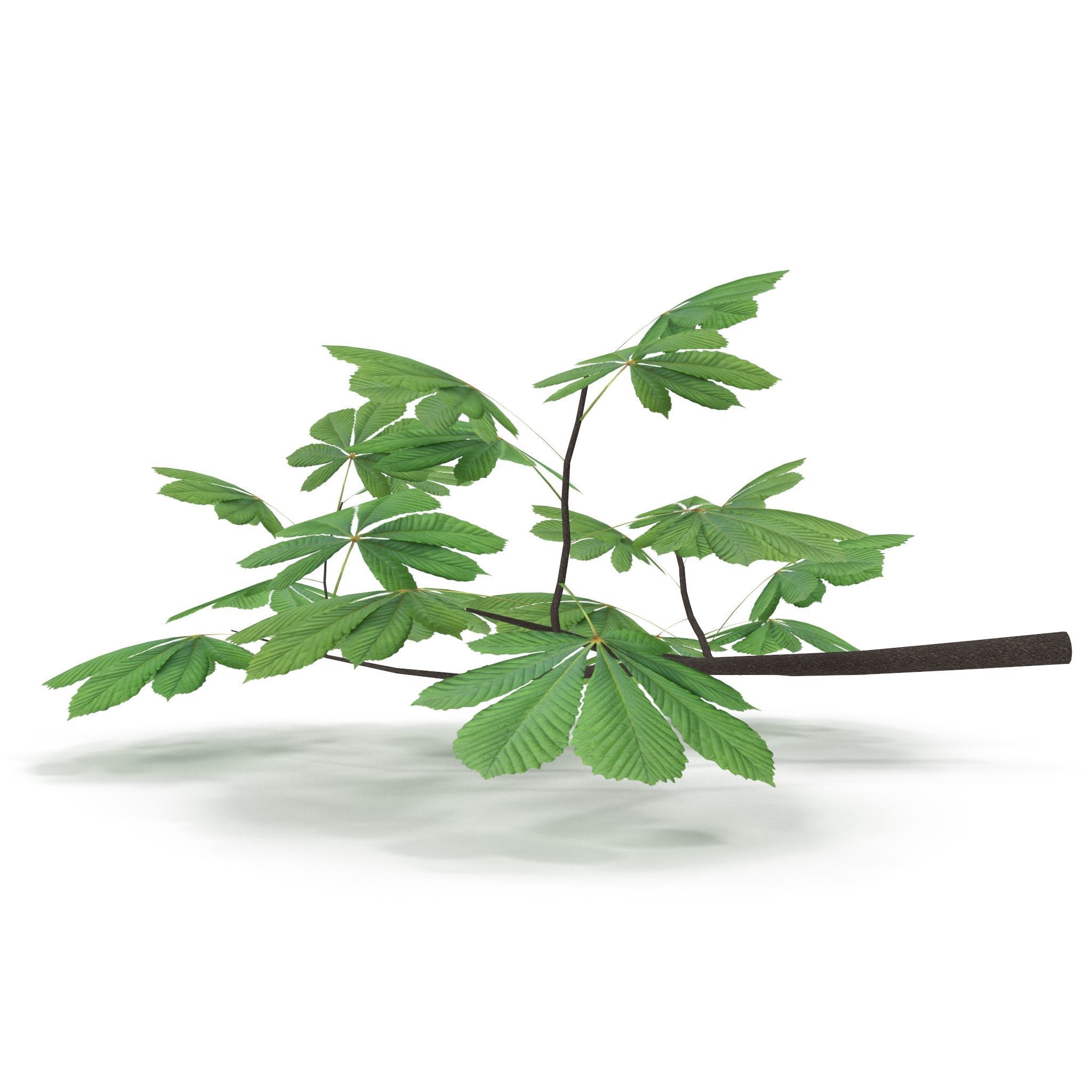 Horsechestnut Branch V2 3D model_5