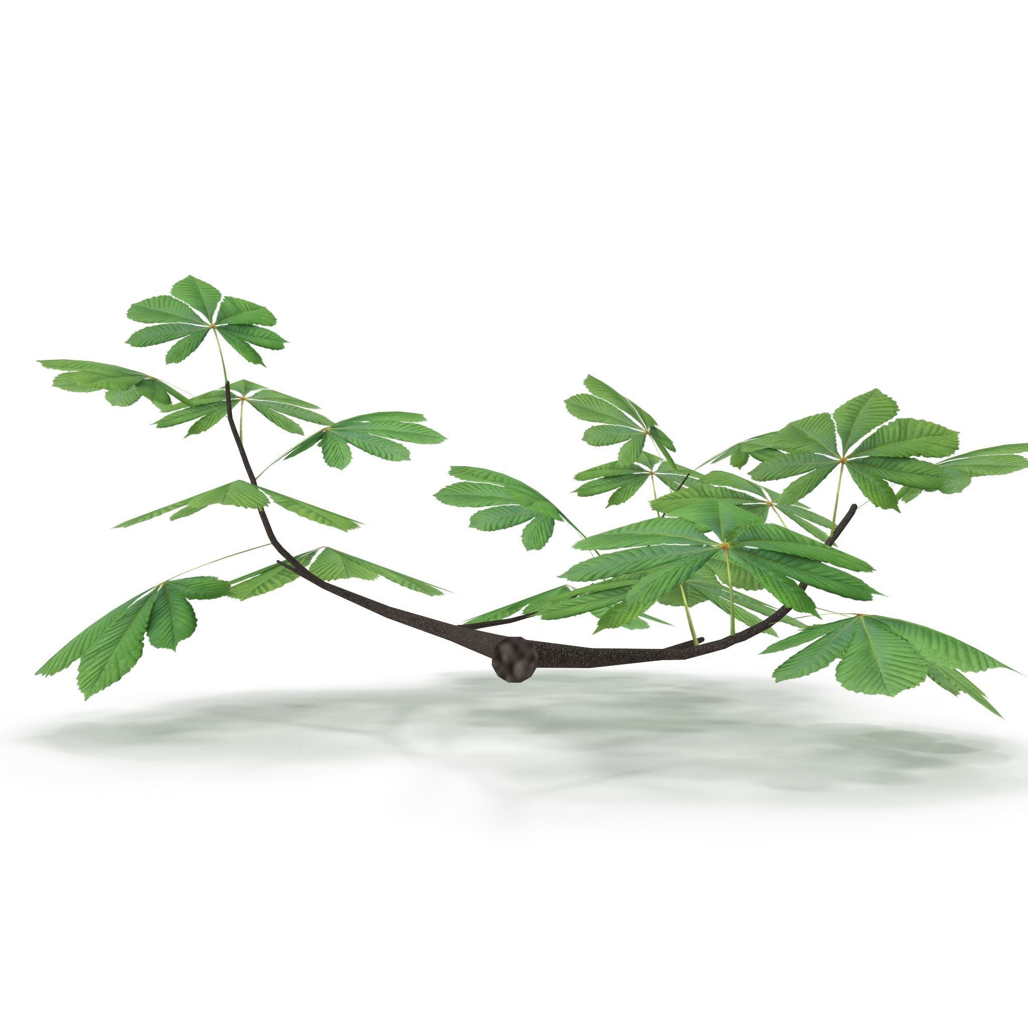 Horsechestnut Branch V2 3D model_4