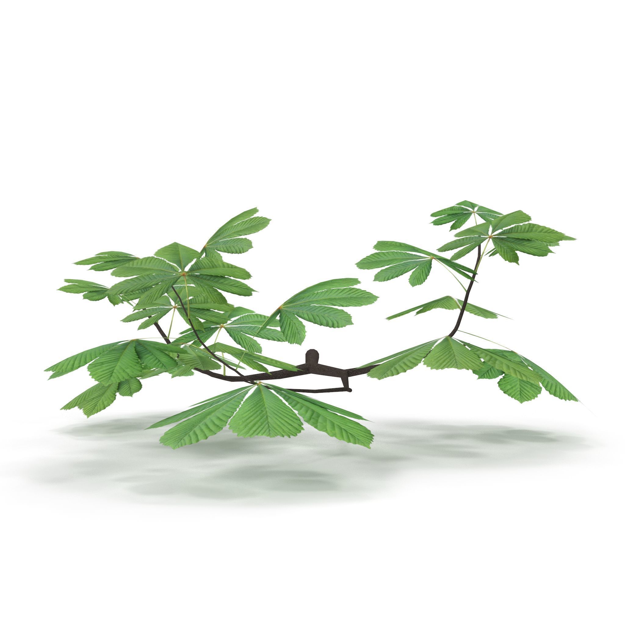 Horsechestnut Branch V2 3D model_6