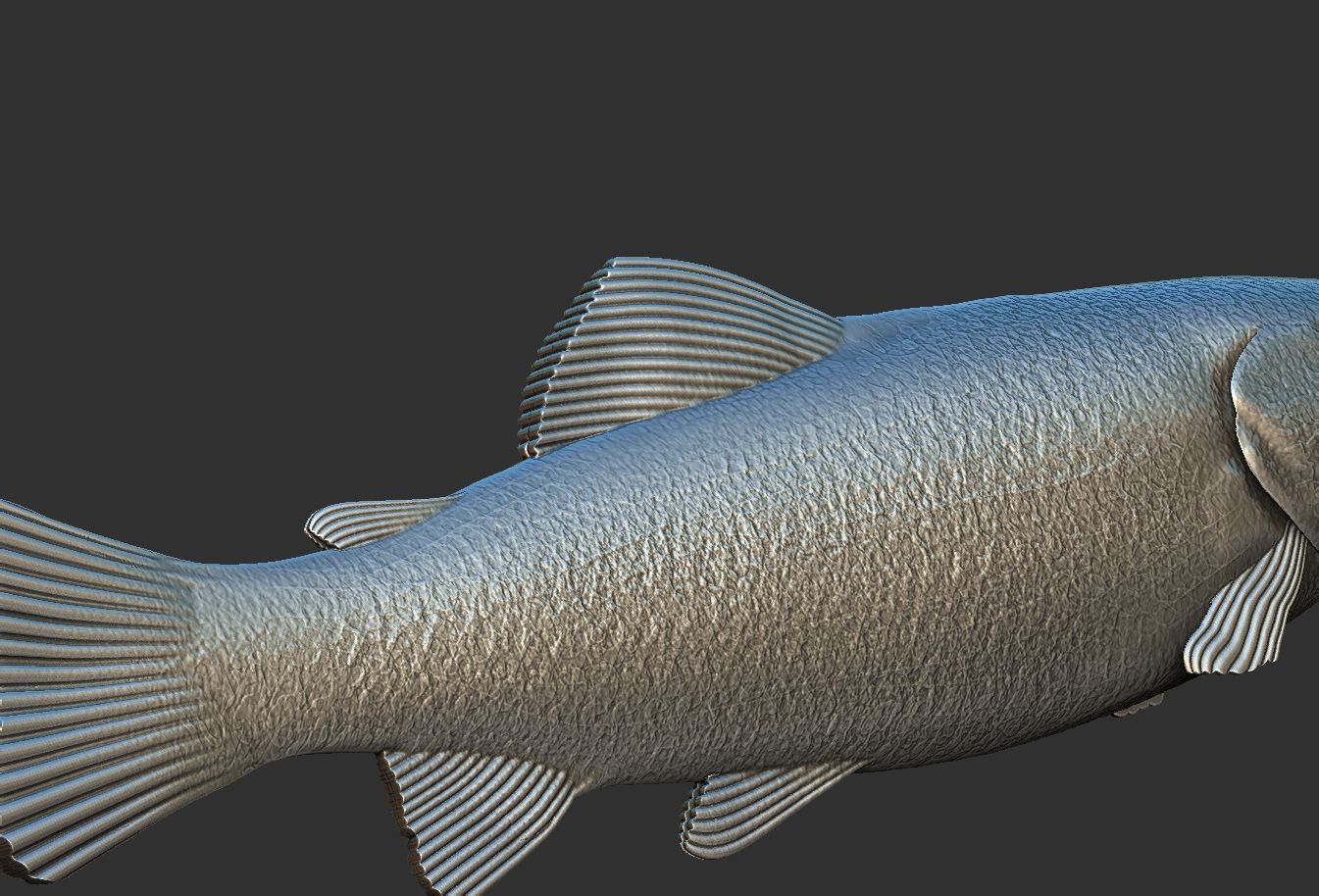 fish sea 3D print model_2