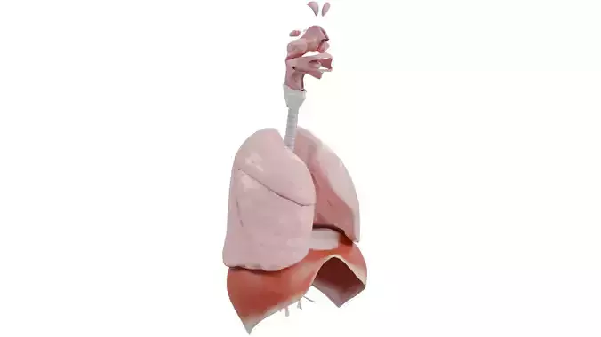 Respiratory System 3D model