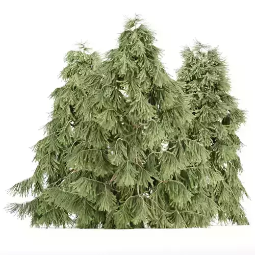 Weeping White Spruce 3d tree Vol 279