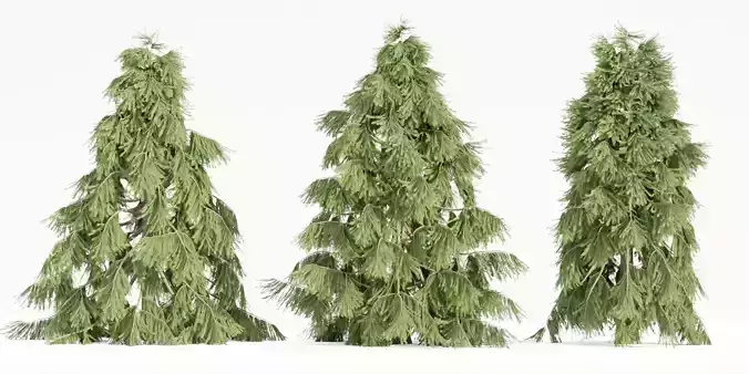 Weeping White Spruce 3d tree Vol 279-Blender