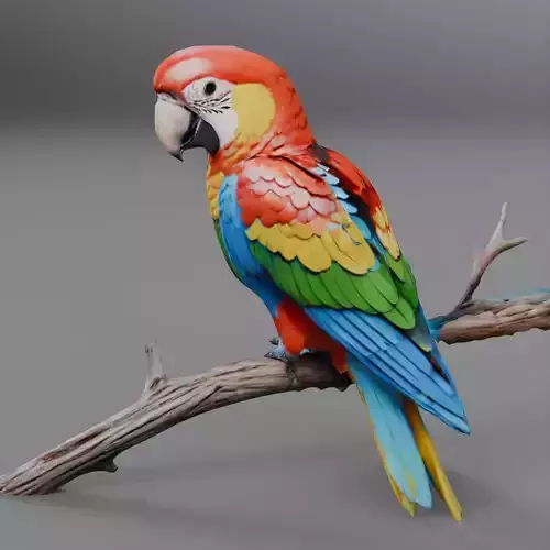 brazilian parrot