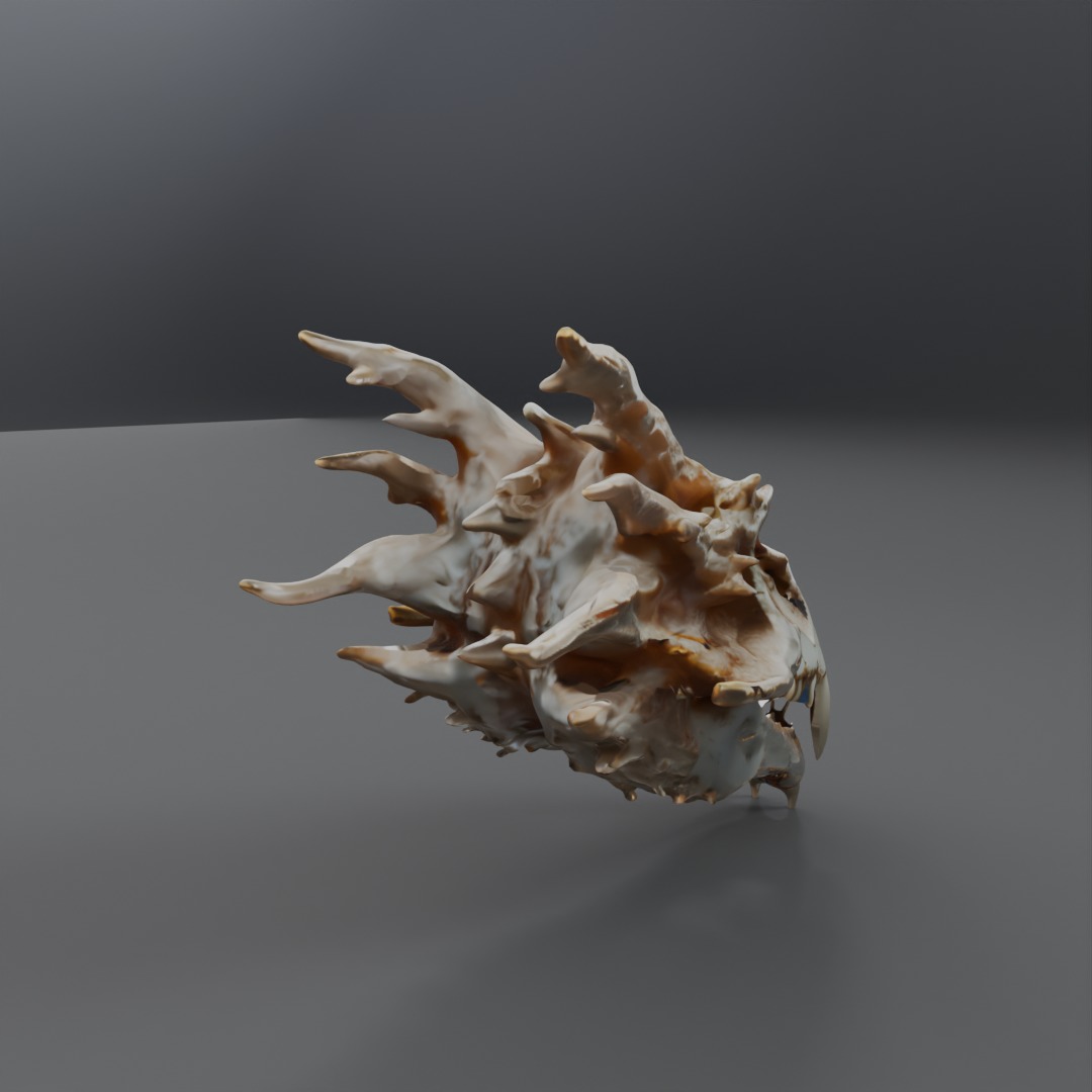 dragon skull  3D model_2