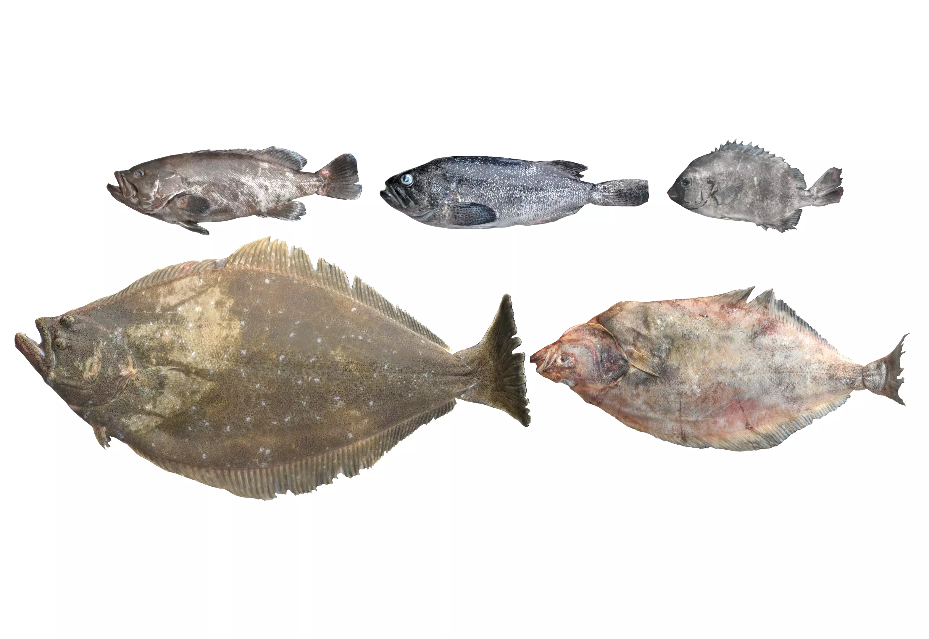 Seafood Shops Pack 01 3D model_0