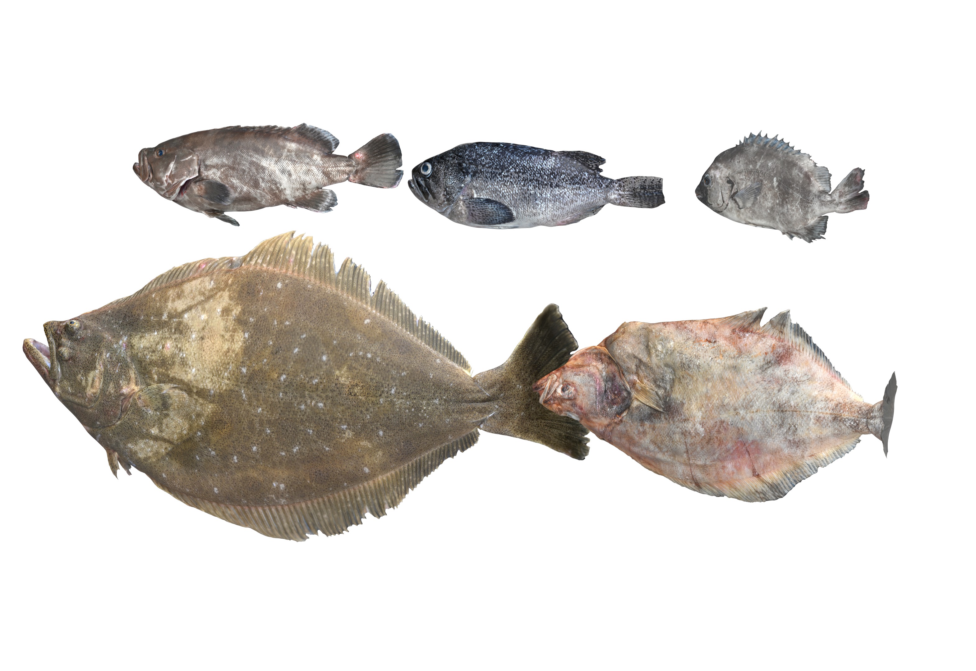 Seafood Shops Pack 01 3D model_1