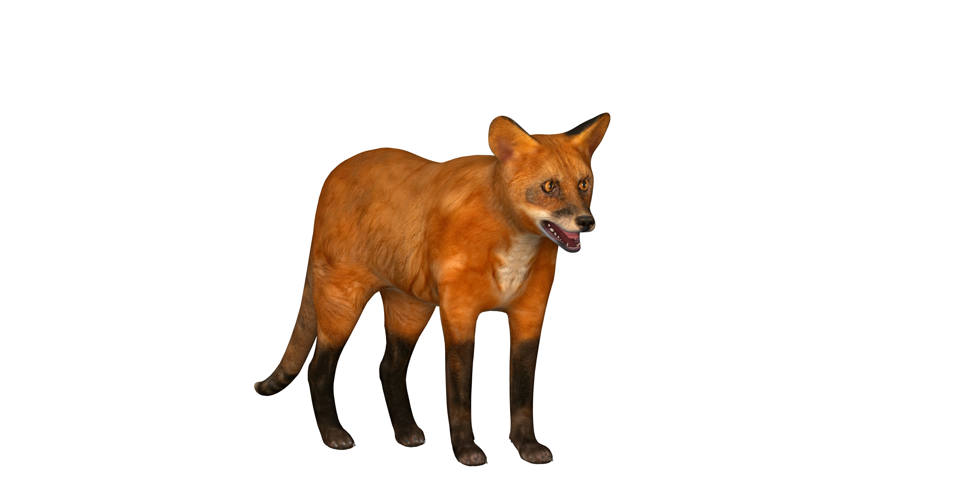 Red Fox Karaganda Low-poly 3D model_2