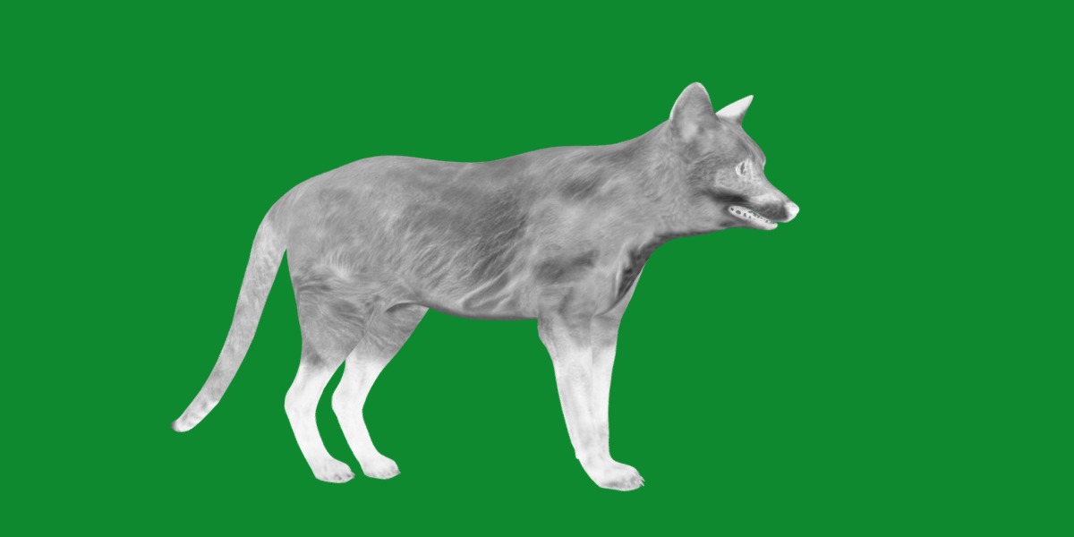 Red Fox Karaganda Low-poly 3D model_21