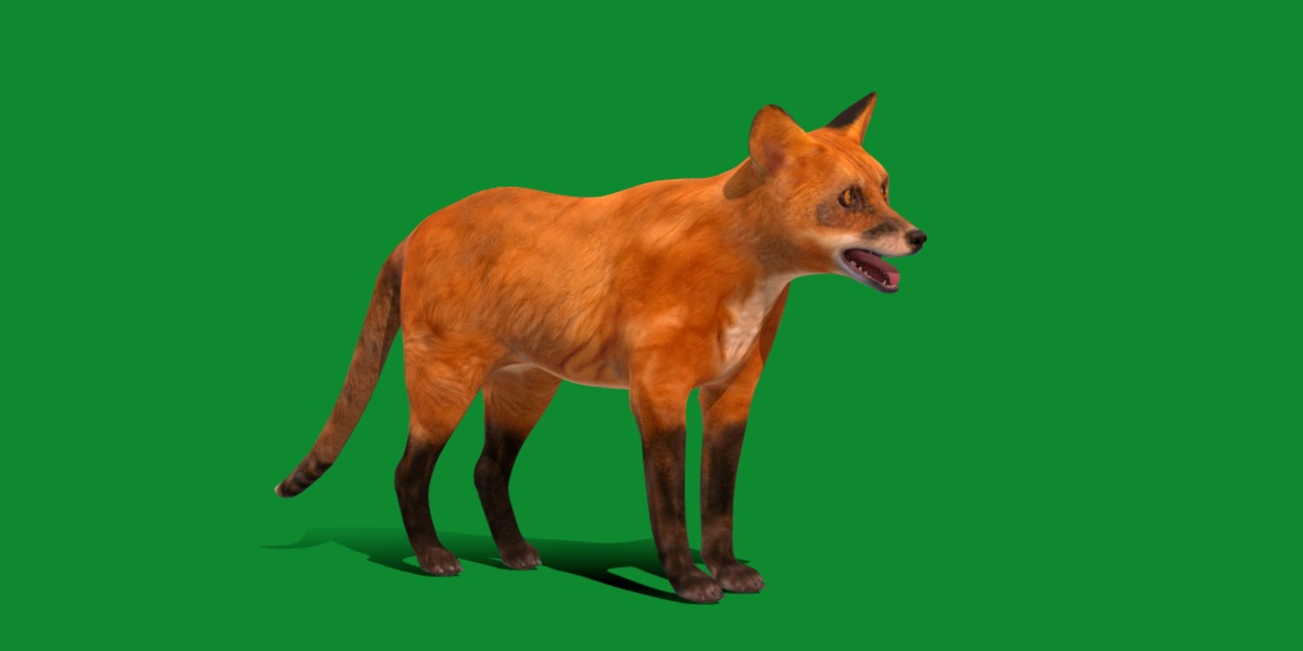 Red Fox Karaganda Low-poly 3D model_30