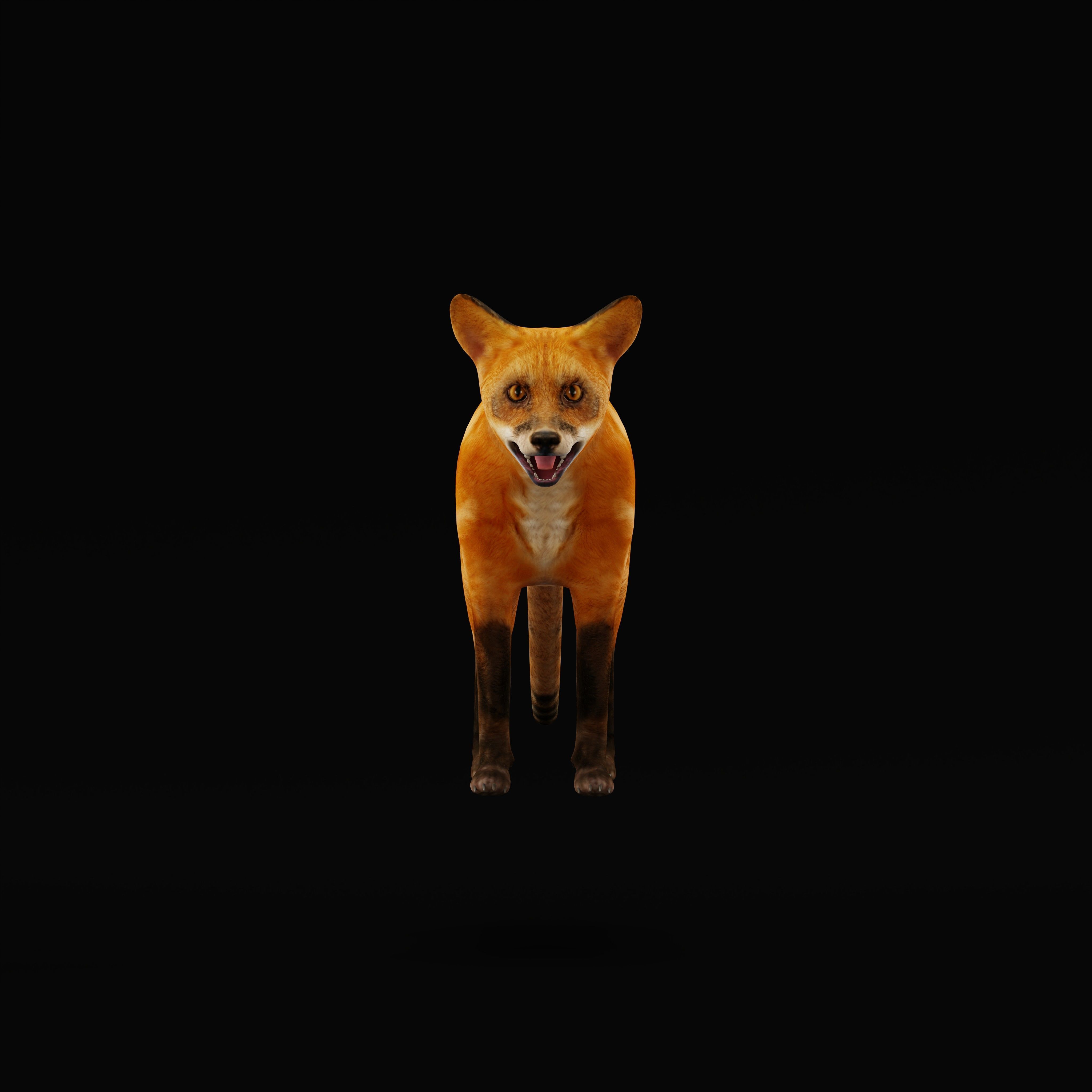 Red Fox Karaganda Low-poly 3D model_13