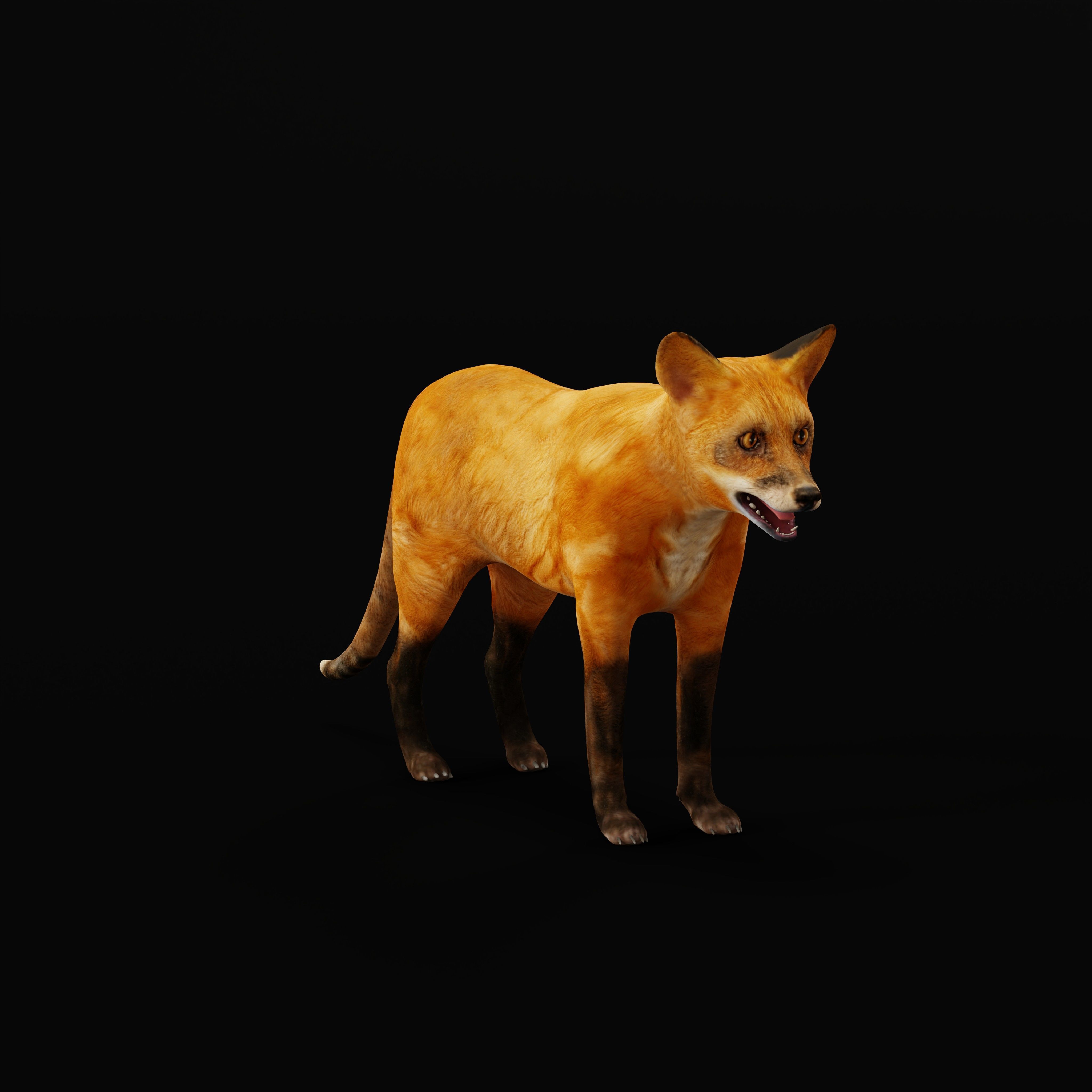 Red Fox Karaganda Low-poly 3D model_10