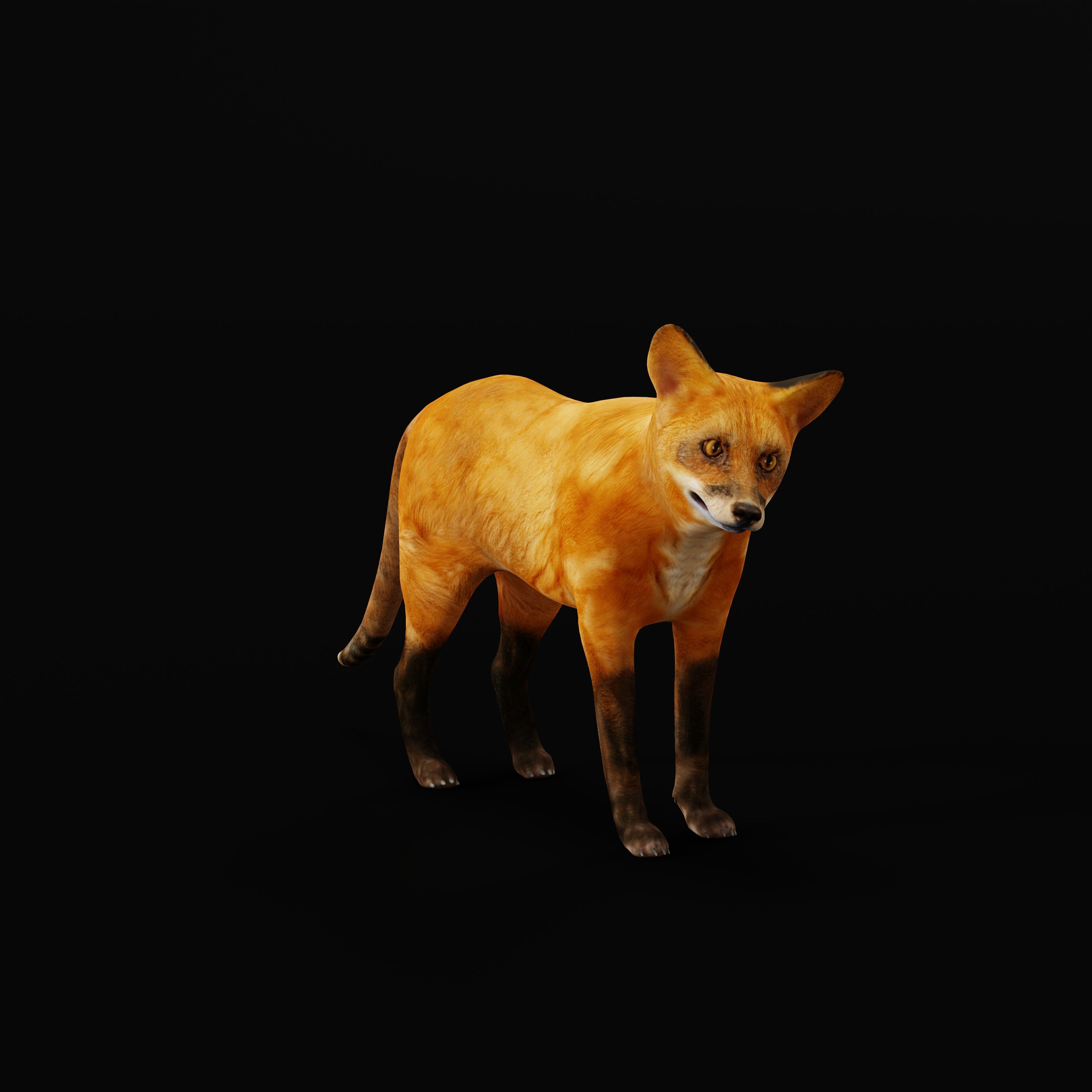 Red Fox Karaganda Low-poly 3D model_18
