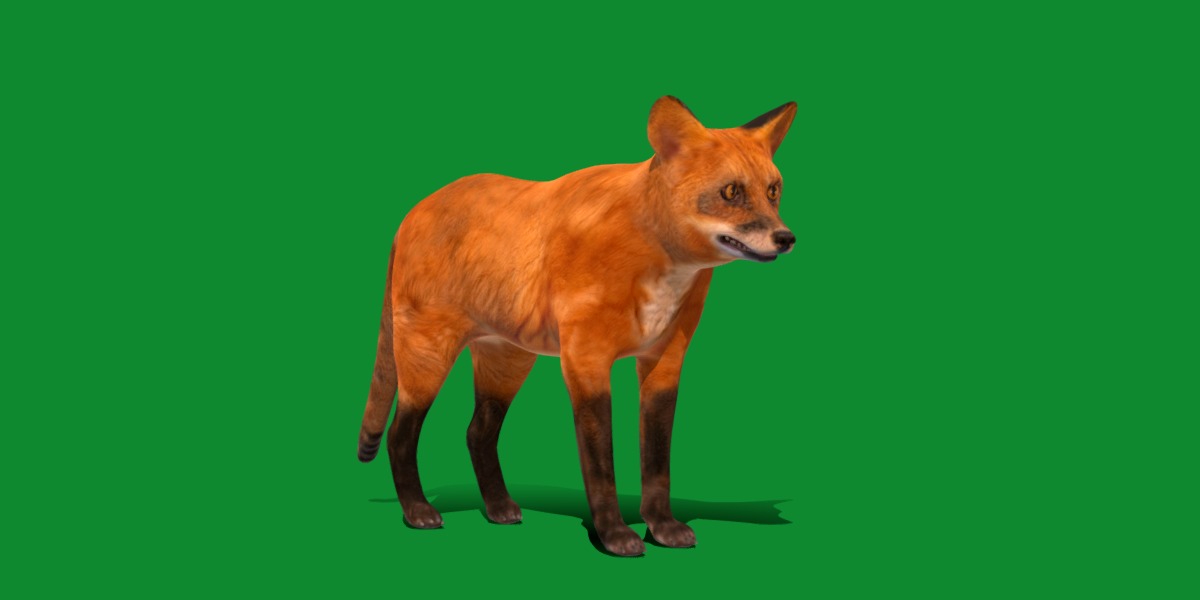 Red Fox Karaganda Low-poly 3D model_33