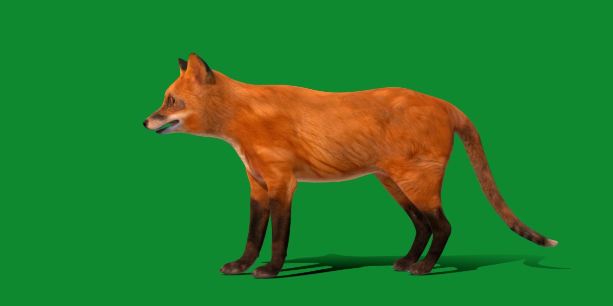 Red Fox Karaganda Low-poly 3D model_31
