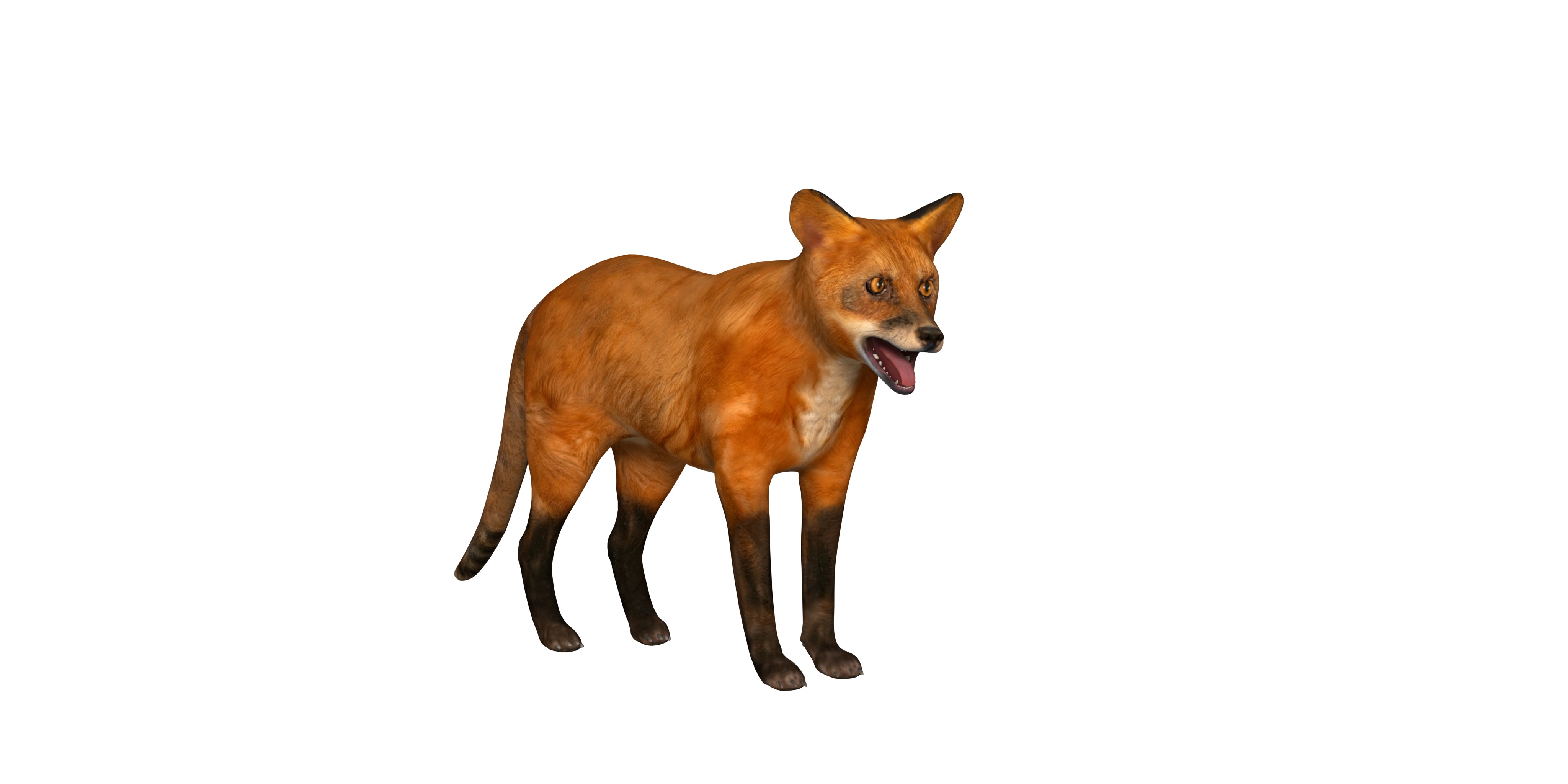 Red Fox Karaganda Low-poly 3D model_3