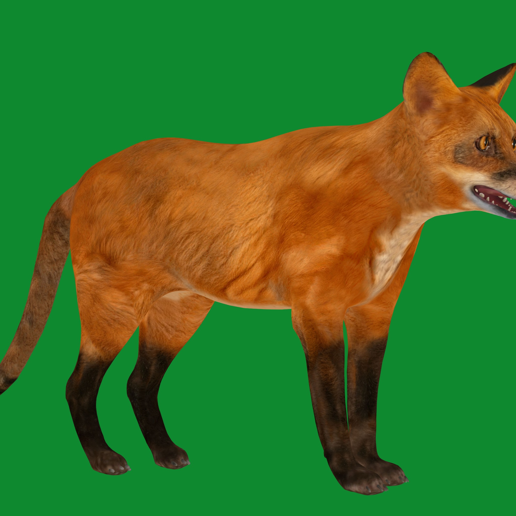 Red Fox Karaganda Low-poly 3D model_35