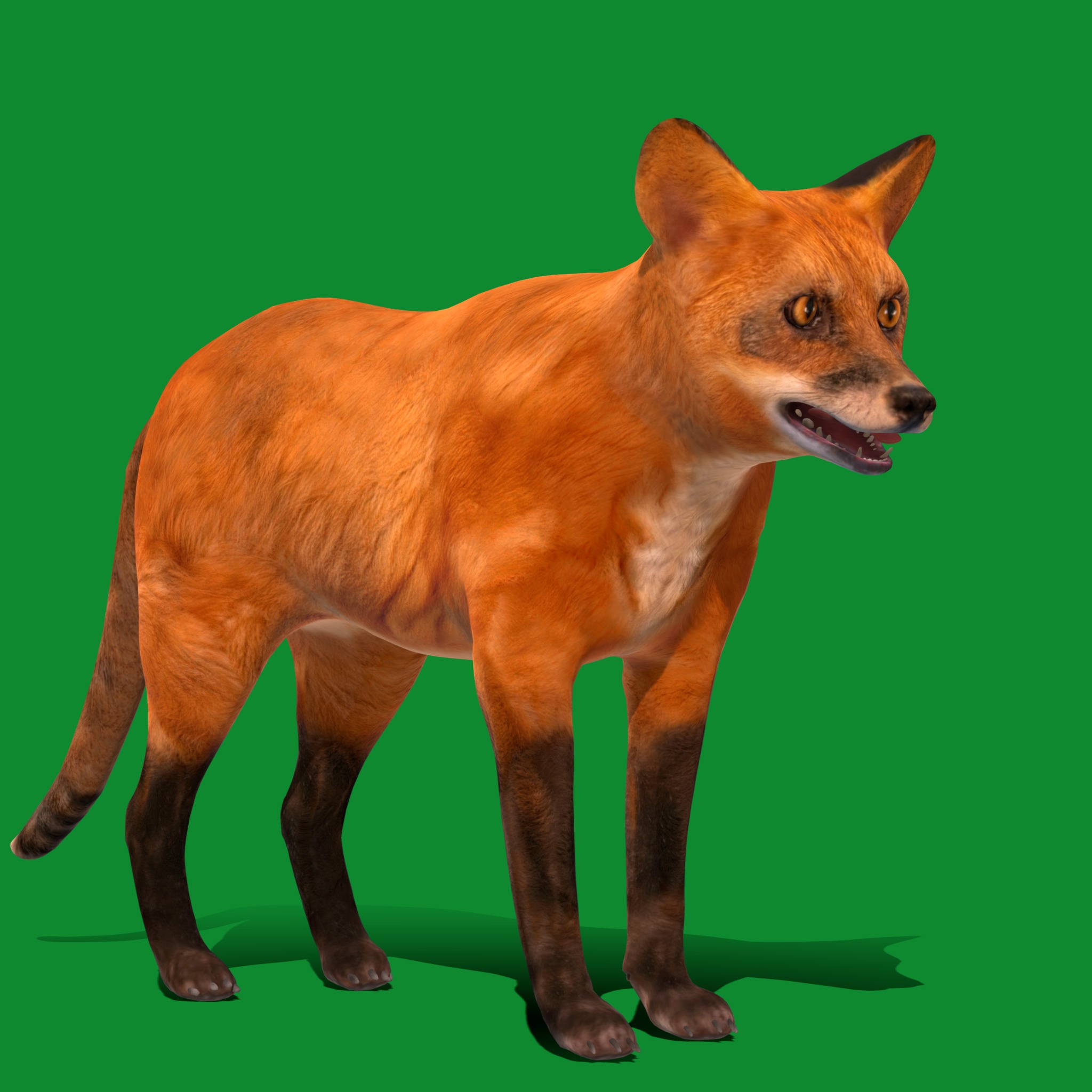 Red Fox Karaganda Low-poly 3D model_34
