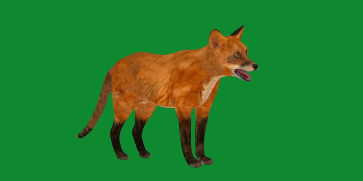 Red Fox Karaganda Low-poly 3D model_26