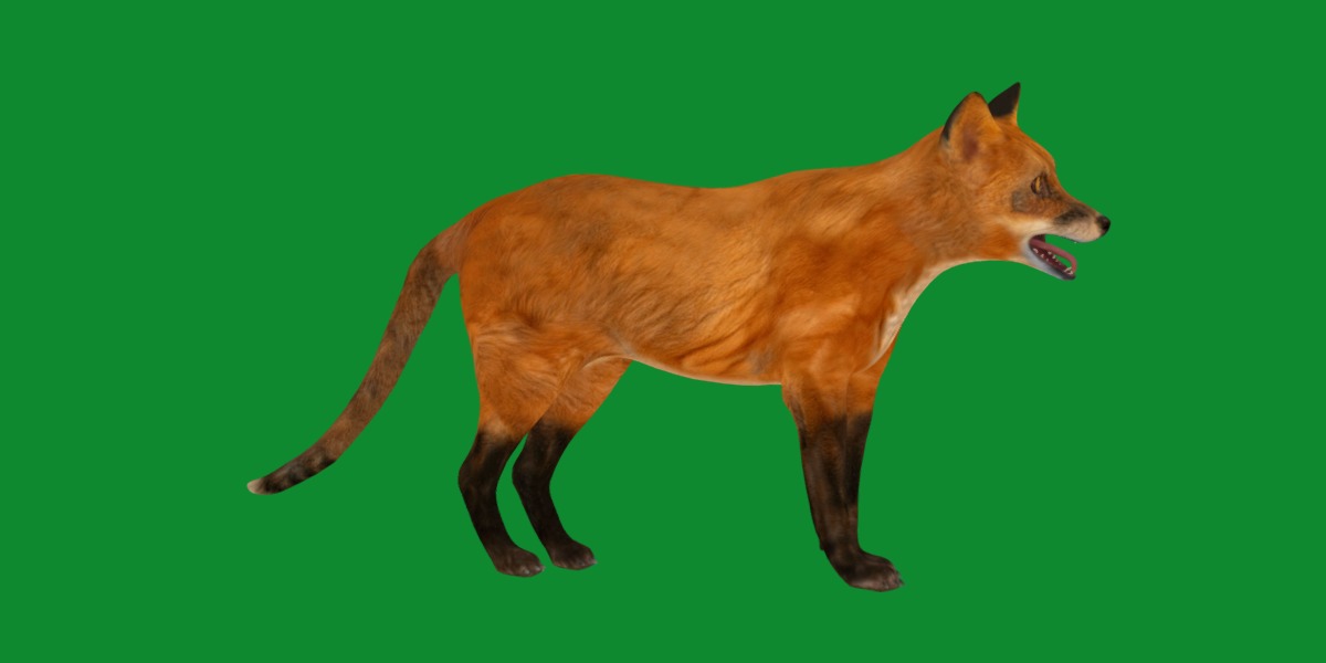 Red Fox Karaganda Low-poly 3D model_29