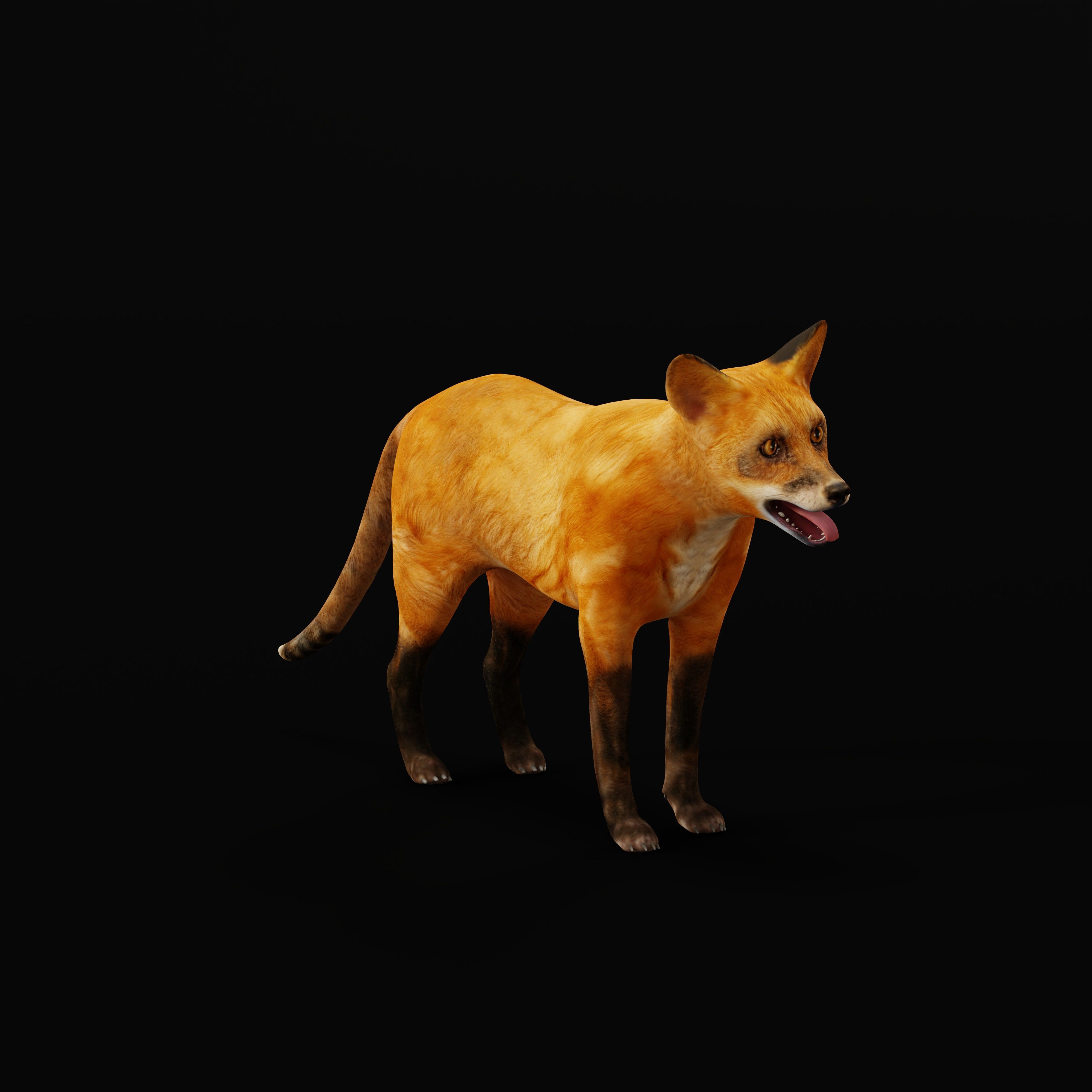 Red Fox Karaganda Low-poly 3D model_16