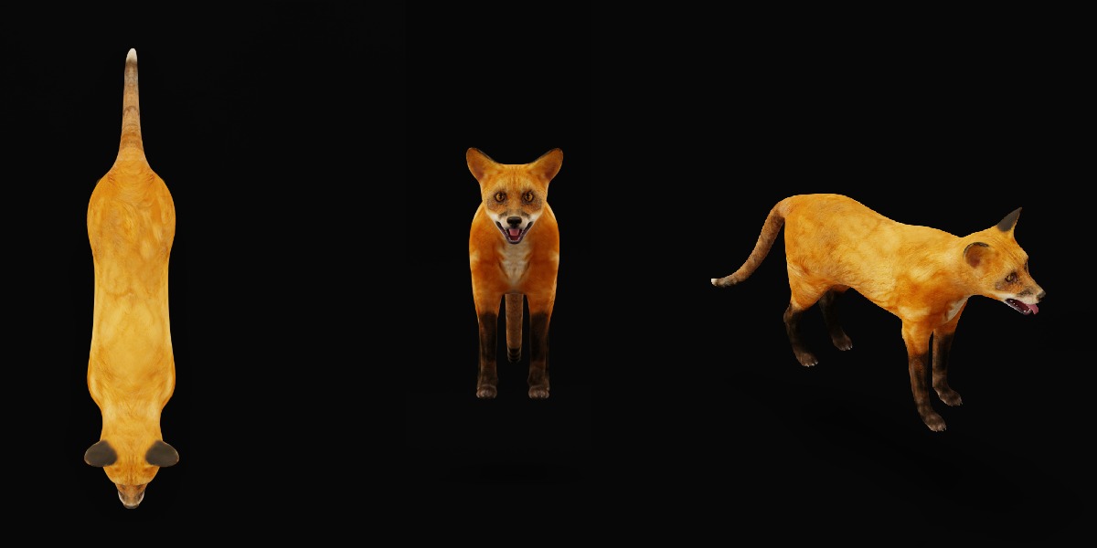 Red Fox Karaganda Low-poly 3D model_7