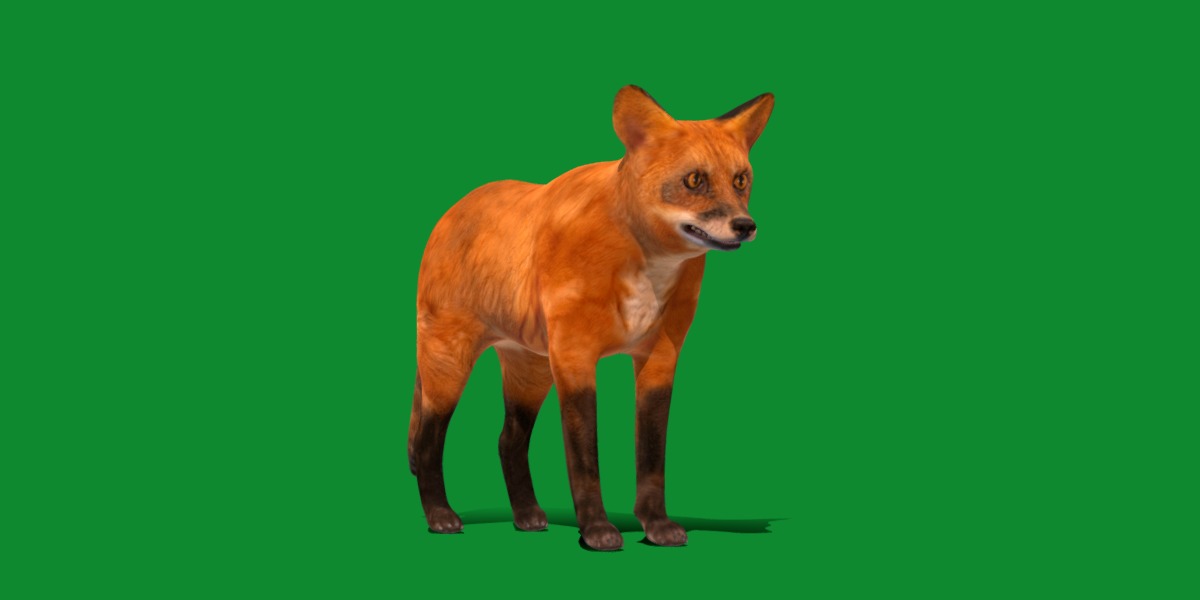 Red Fox Karaganda Low-poly 3D model_24