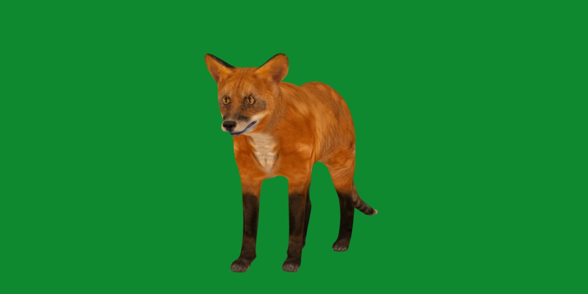 Red Fox Karaganda Low-poly 3D model_20