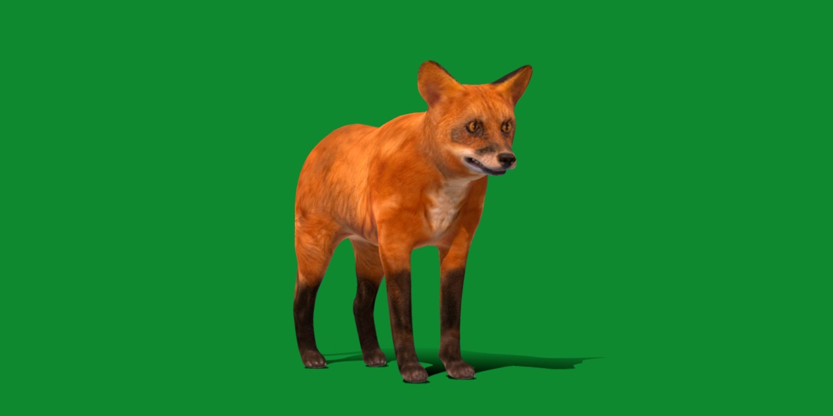 Red Fox Karaganda Low-poly 3D model_32
