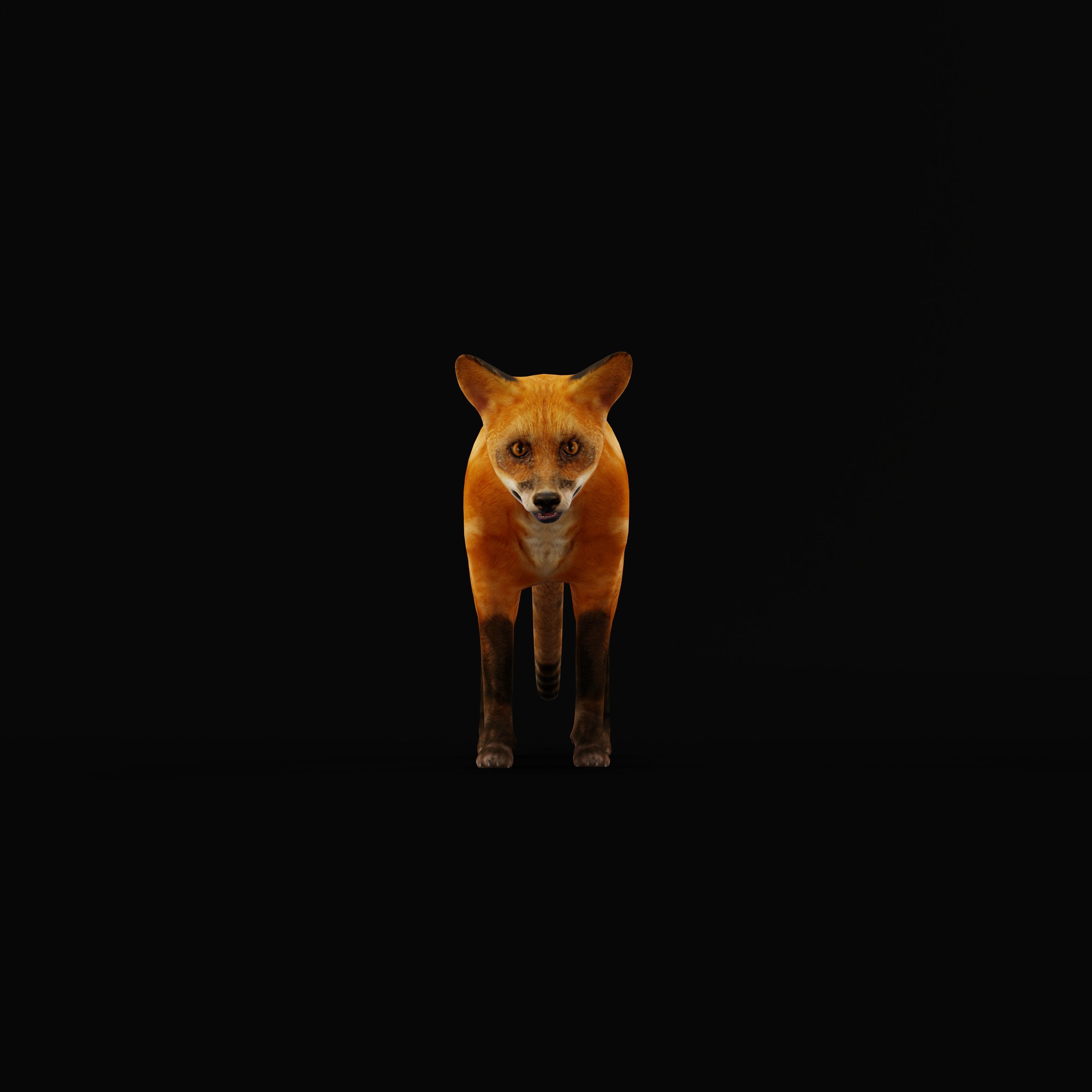 Red Fox Karaganda Low-poly 3D model_12