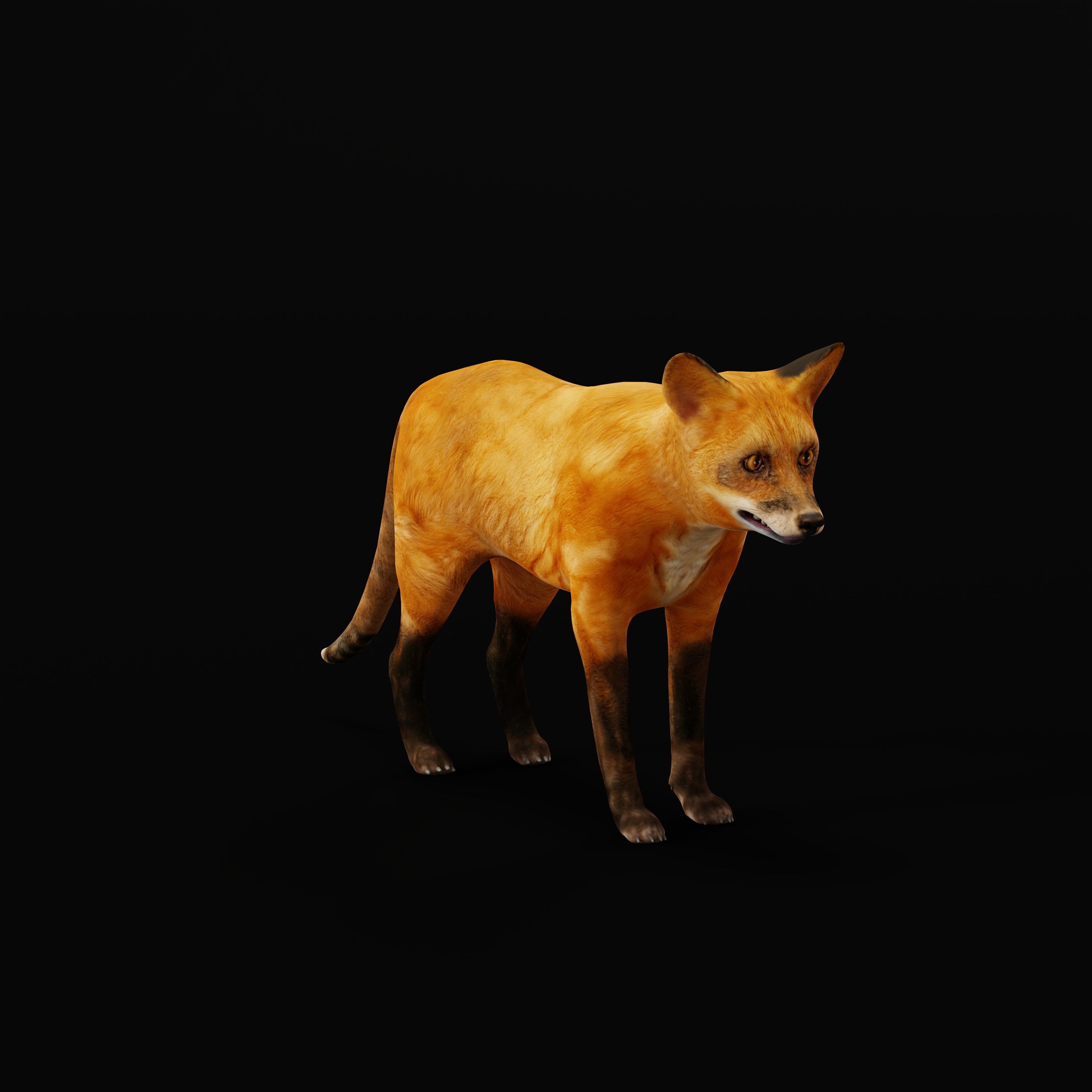 Red Fox Karaganda Low-poly 3D model_11