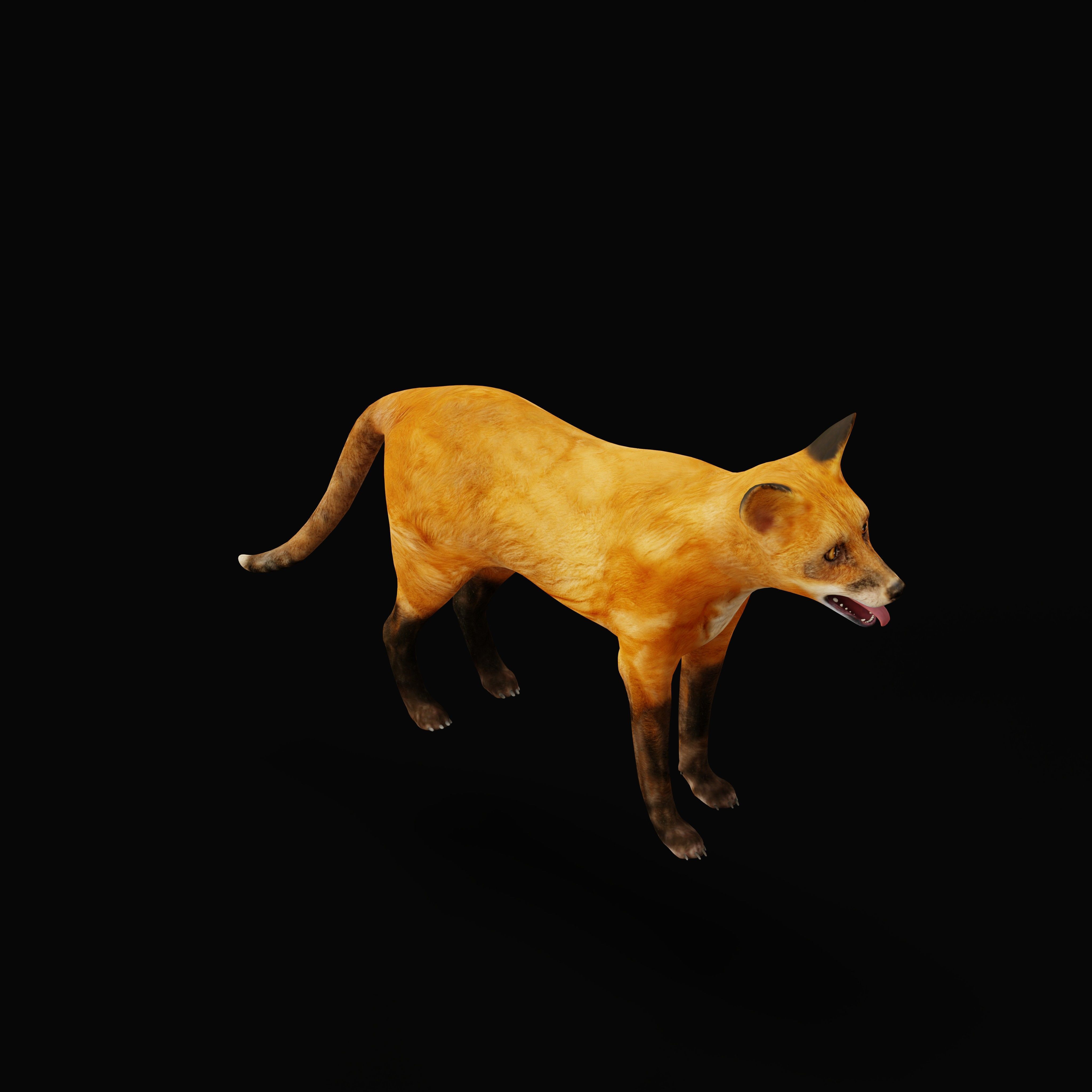 Red Fox Karaganda Low-poly 3D model_17