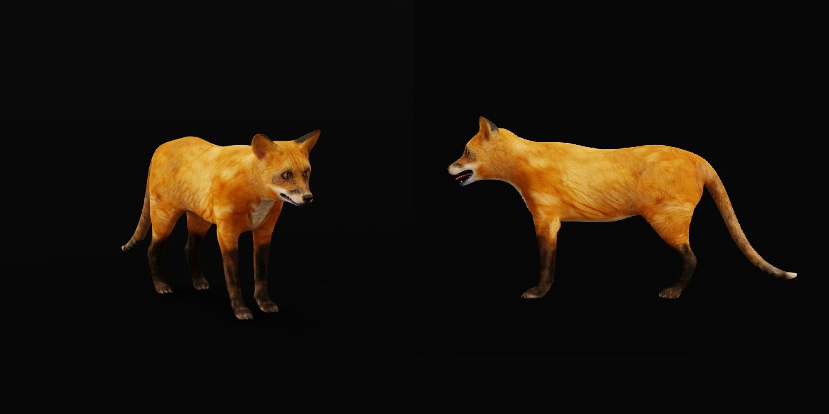 Red Fox Karaganda Low-poly 3D model_5