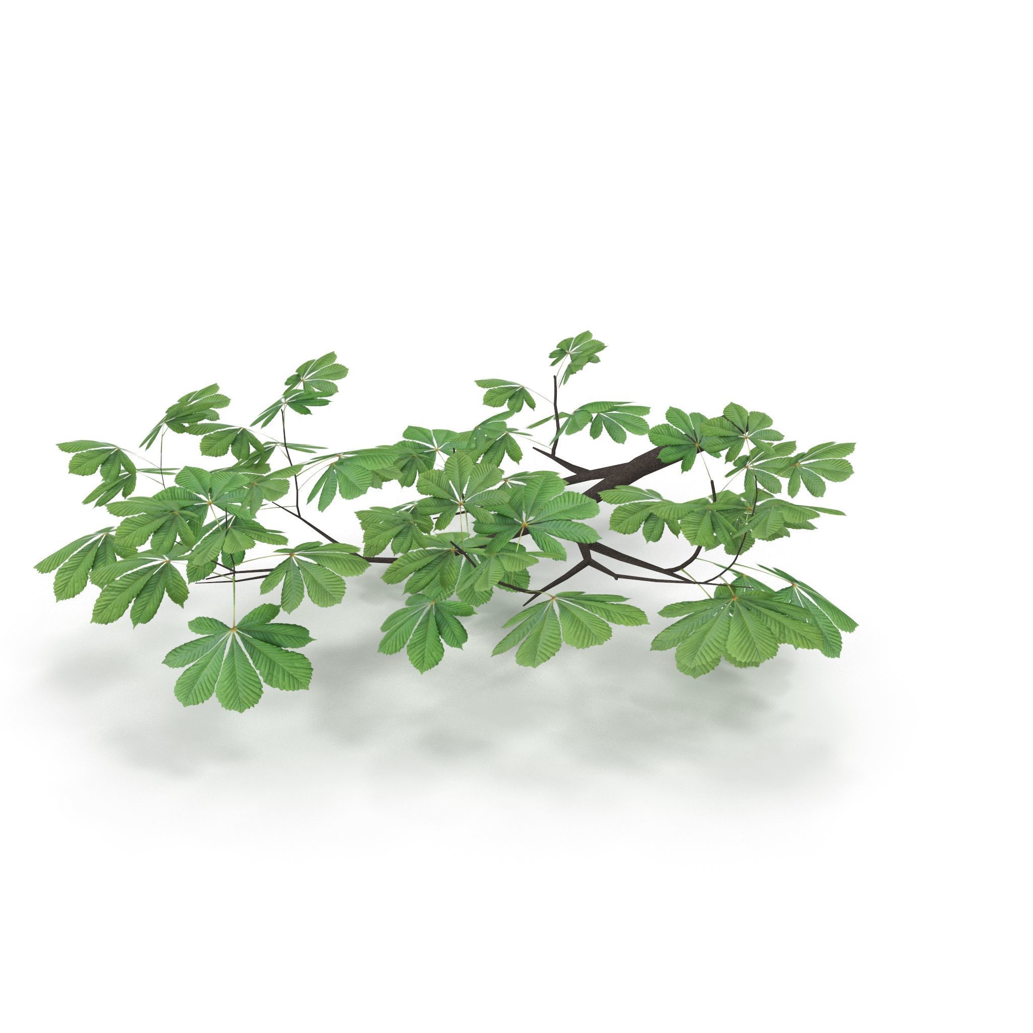 Horsechestnut Branch V3 3D model_1