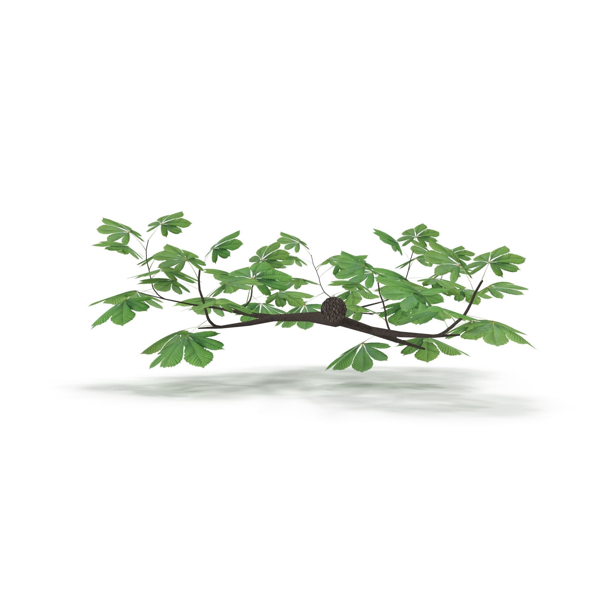 Horsechestnut Branch V3 3D model_4