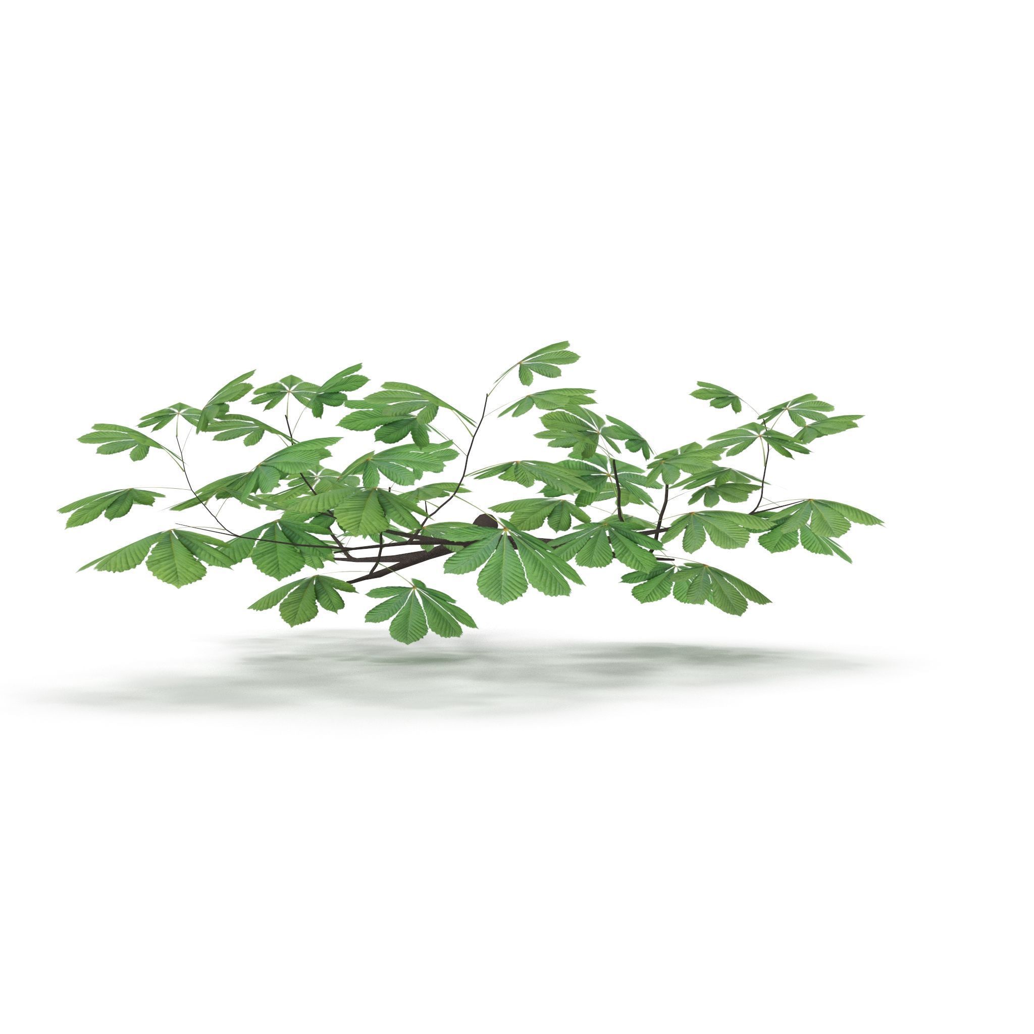 Horsechestnut Branch V3 3D model_6