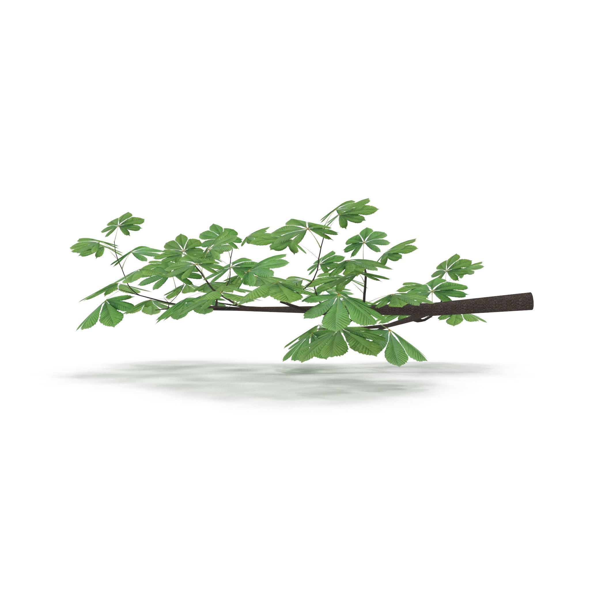 Horsechestnut Branch V3 3D model_5
