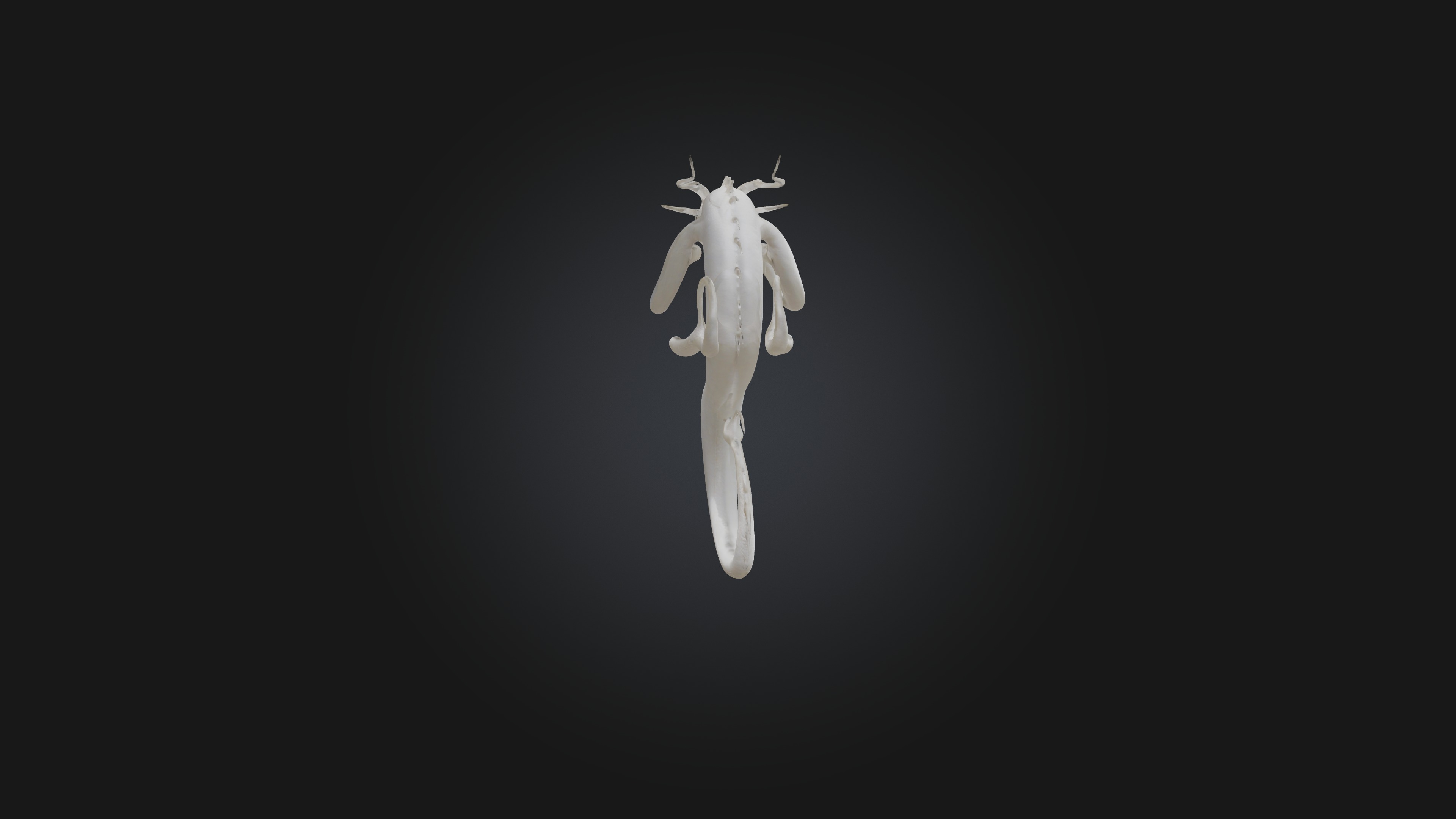 Hydra 3D model_4