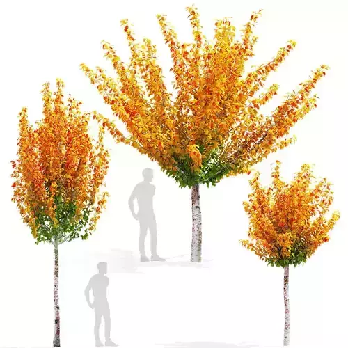 Prunus sertulata Kanzan autumn